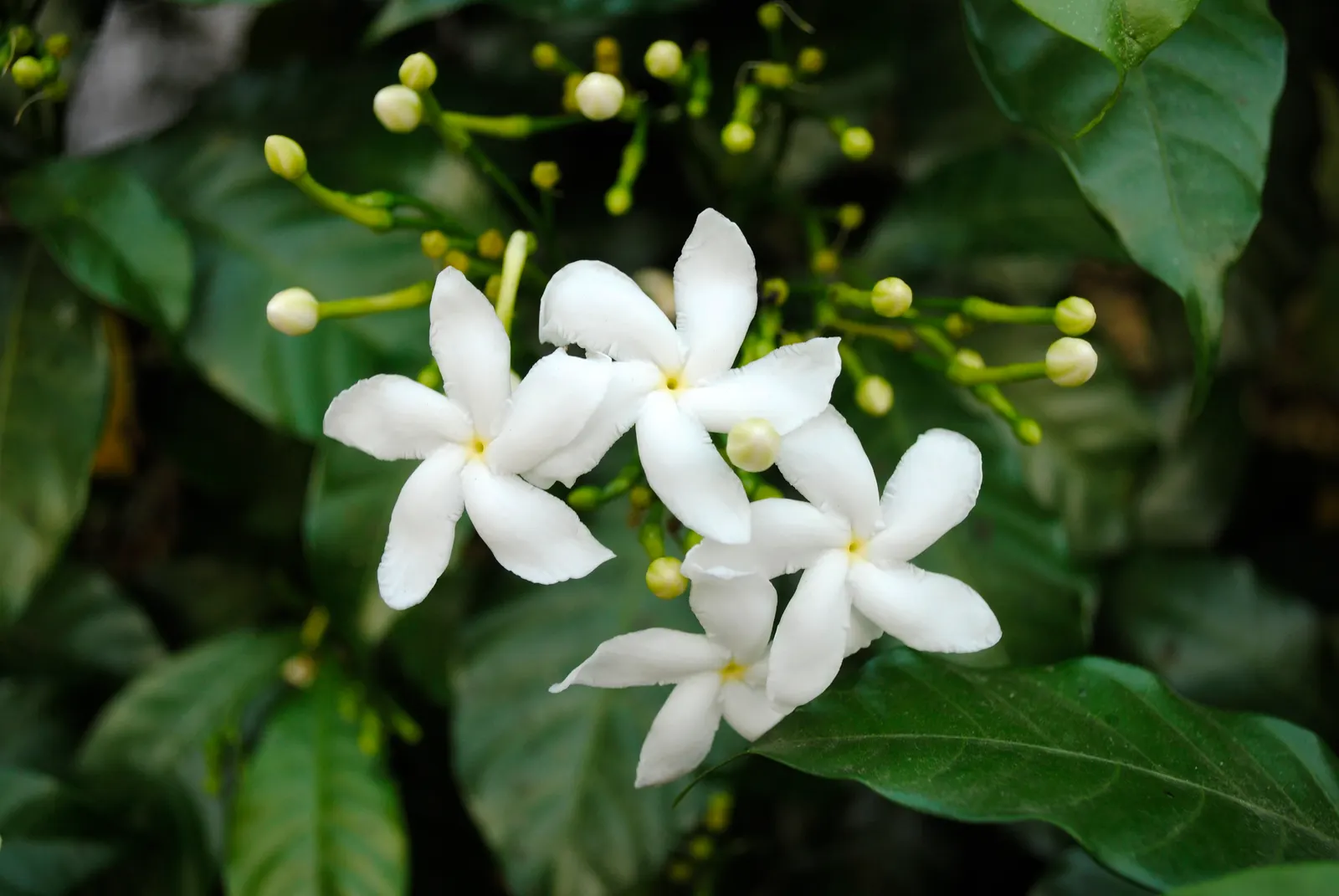 Poet's Jasmine (Jasminum Grandiflora) — Poet's Jasmine (Jasminum grandiflorum) is a fast-growing, twining vine reaching heights of 10-15 ft; it, image 76