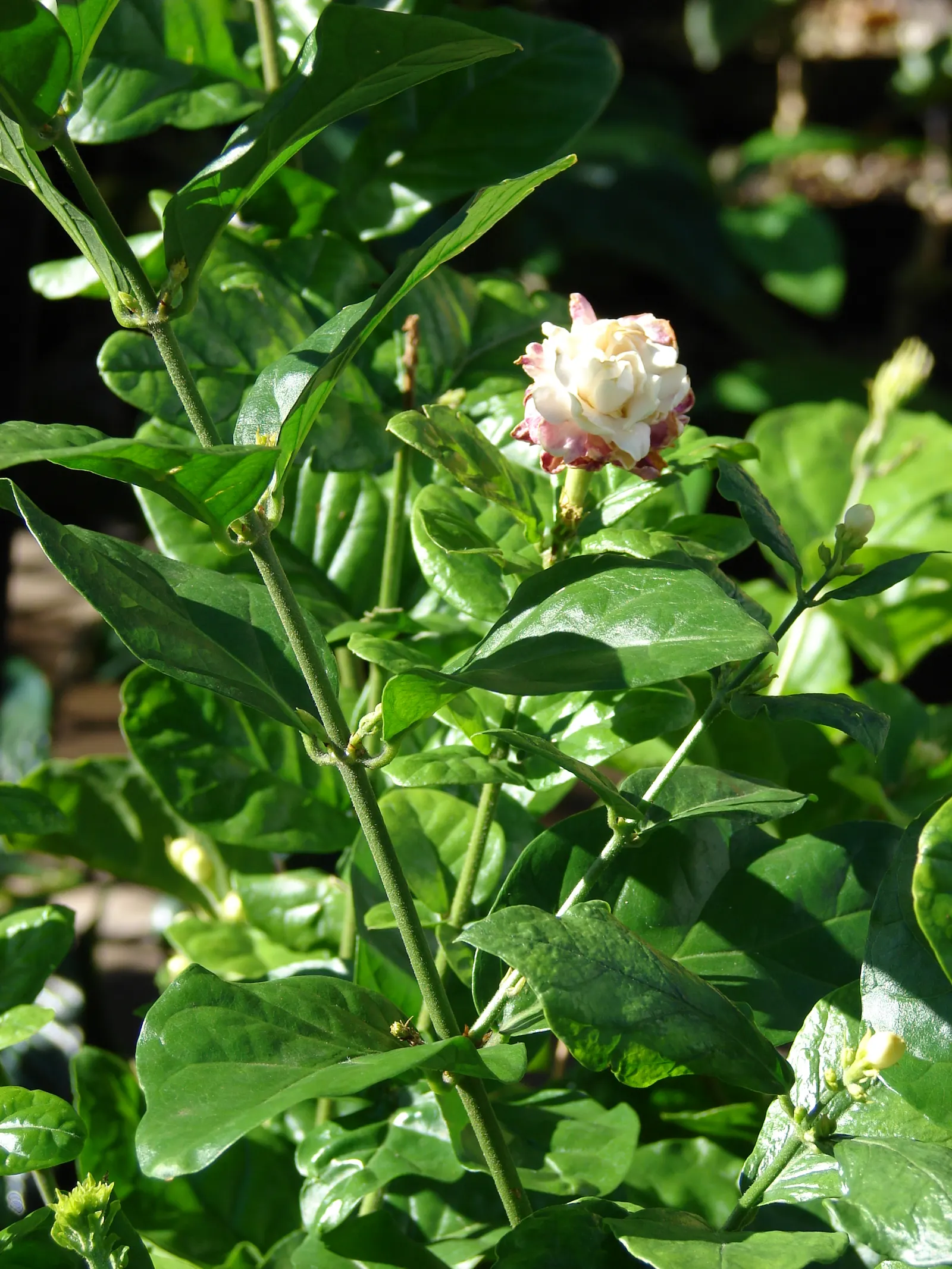 Poet's Jasmine (Jasminum Grandiflora) — With its intoxicating scent and captivating blossoms