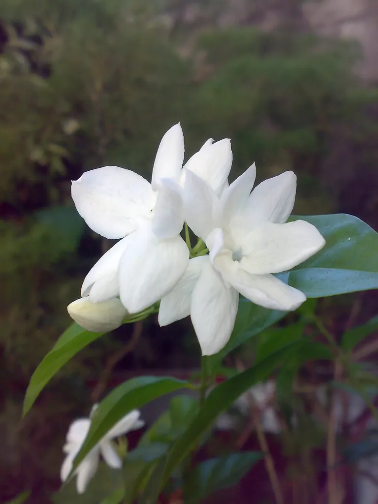 Poet's Jasmine (Jasminum Grandiflora) — with a spread equally impressive; especially during dry spells