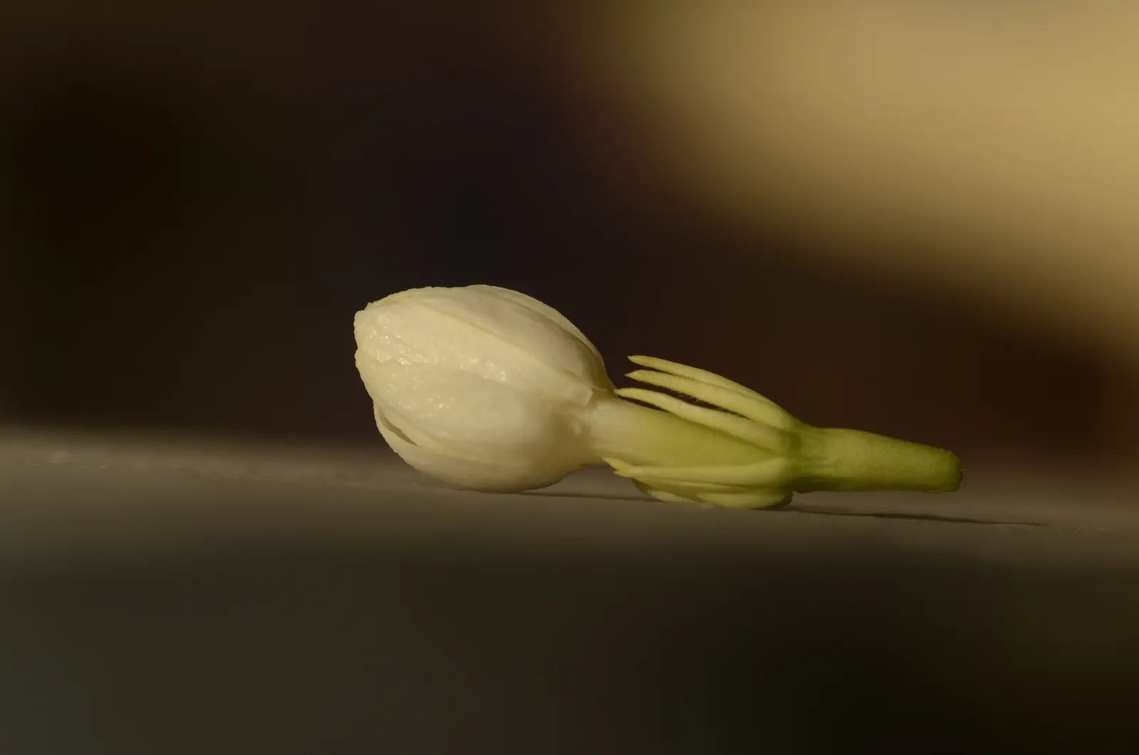 Poet's Jasmine (Jasminum Grandiflora) — scientifically named Jasminum grandiflora; these star-shaped blossoms burst forth from late spring through, image 56