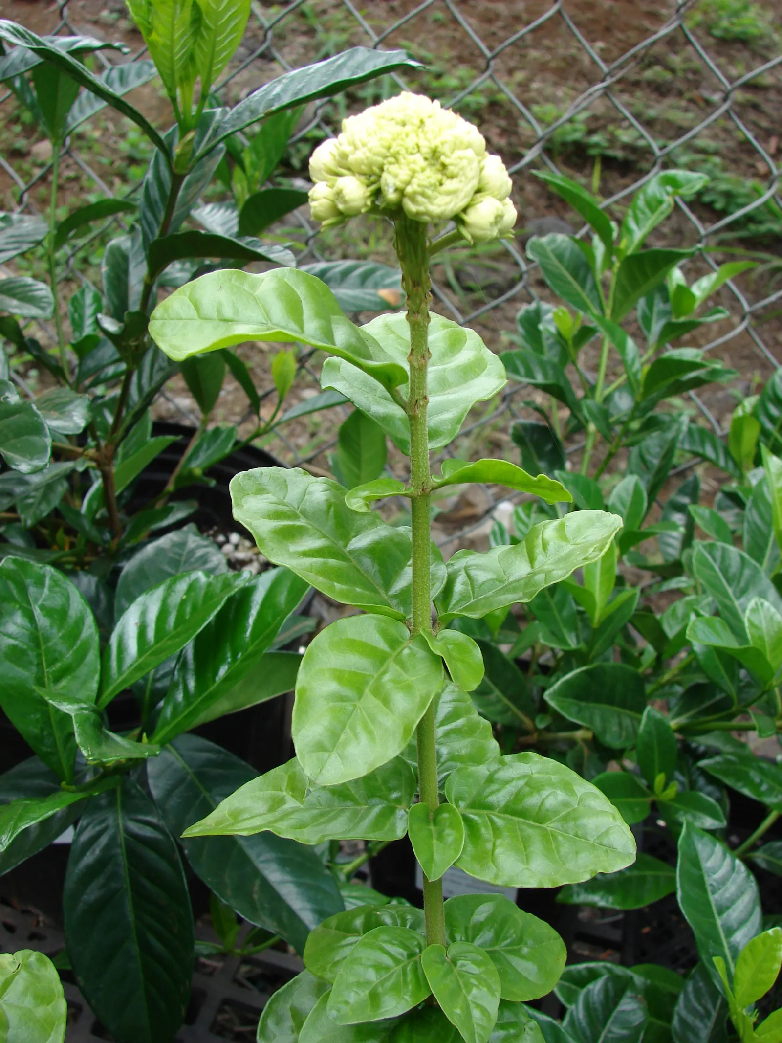 Poet's Jasmine (Jasminum Grandiflora) — is a cherished addition to any garden; with its intoxicating scent and captivating blossoms