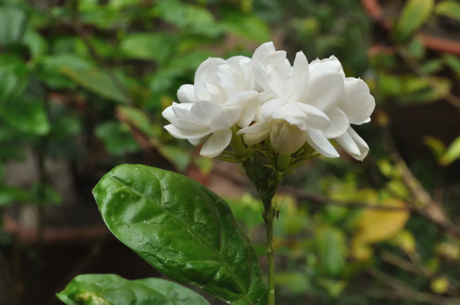 Poet's Jasmine (Jasminum Grandiflora) — vine with white blooms; producing an intense perfume that intensifies at night, image 74