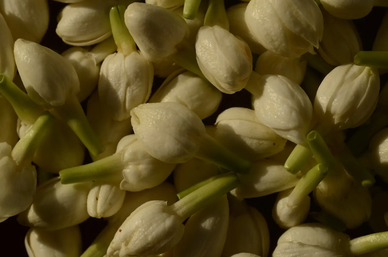 Poet's Jasmine (Jasminum Grandiflora) — it promises to be a standout feature in any client's landscape