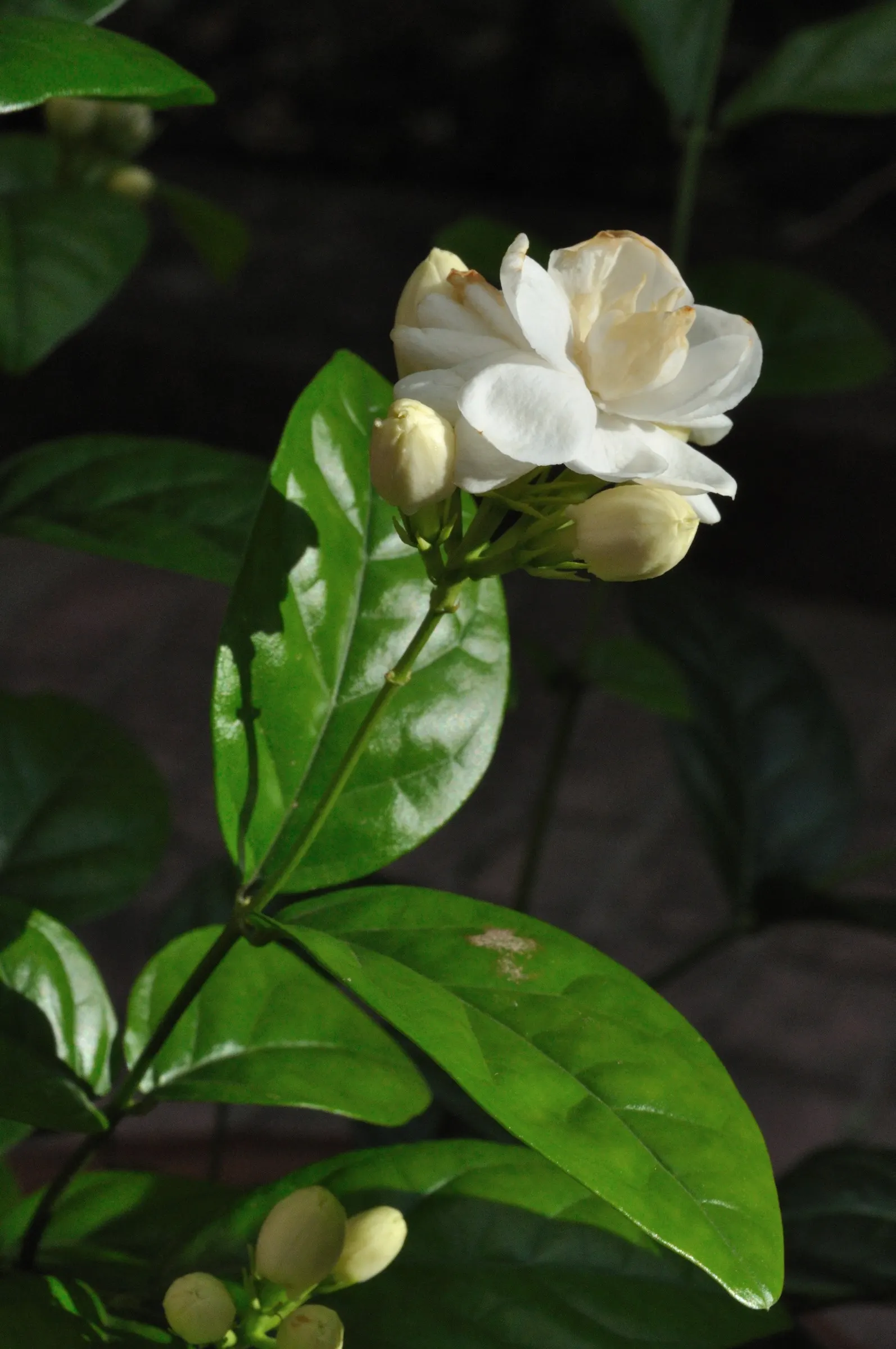 Poet's Jasmine (Jasminum Grandiflora) — These star-shaped blossoms burst forth from late spring through the fall; or as an alluring border that invites guests