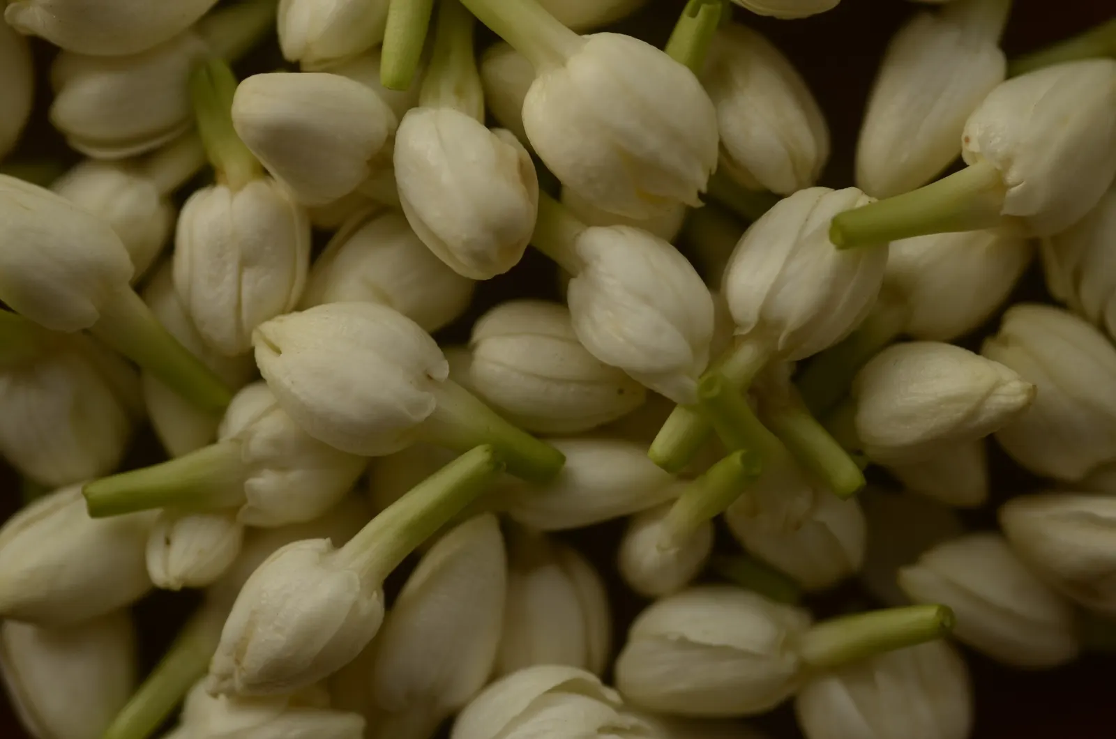 Poet's Jasmine (Jasminum Grandiflora) — white flowers in the garden
