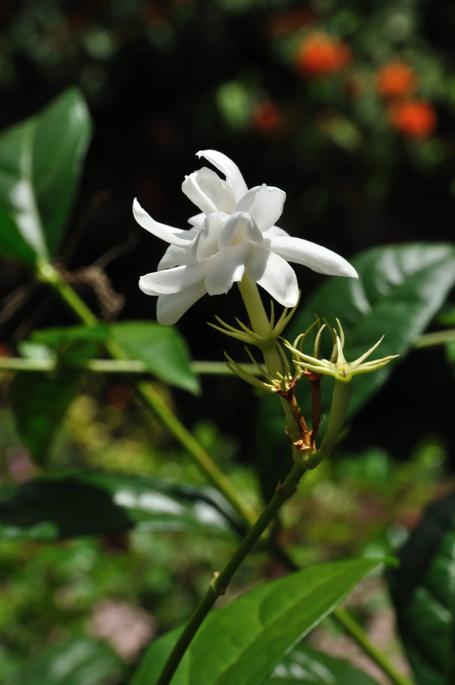 Poet's Jasmine (Jasminum Grandiflora) — This timeless climbing shrub is known for its prodigious and fragrant flowers; with a spread equally impressive