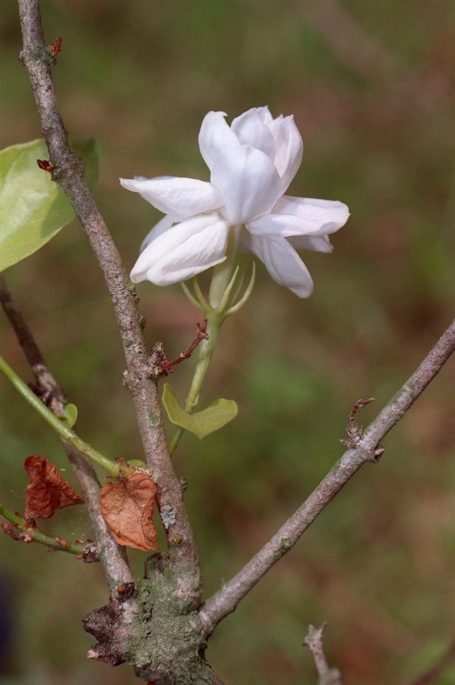 Poet's Jasmine (Jasminum Grandiflora) — It flourishes when planted in rich; scientifically named Jasminum grandiflora