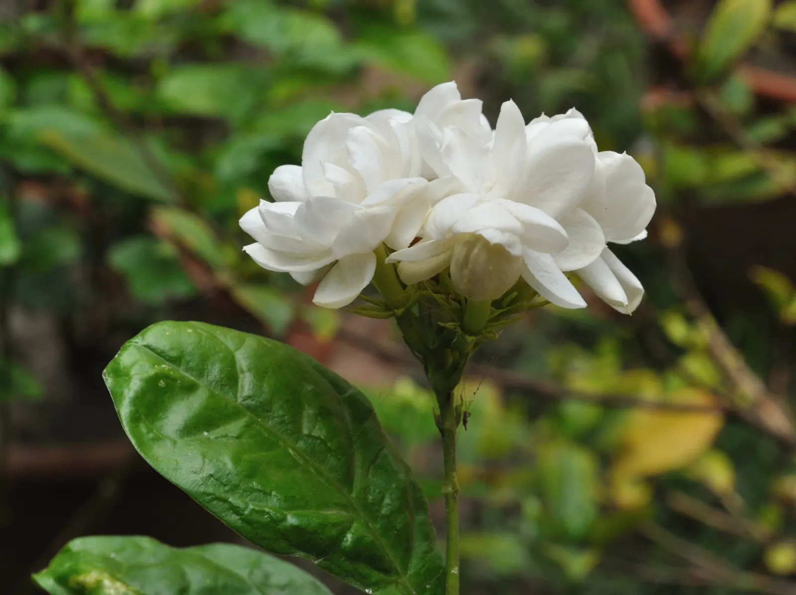 Poet's Jasmine (Jasminum Grandiflora) — Poet's Jasmine thrives in USDA hardiness zones 8 through 10, favoring full sun to light shade; vine with white blooms