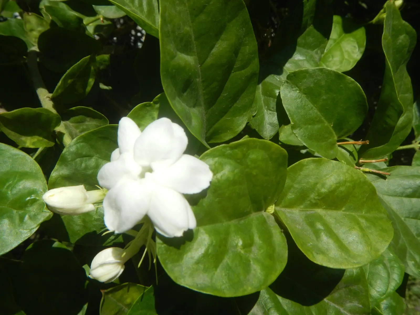 Poet's Jasmine (Jasminum Grandiflora) — scientifically named Jasminum grandiflora; these star-shaped blossoms burst forth from late spring through the fall