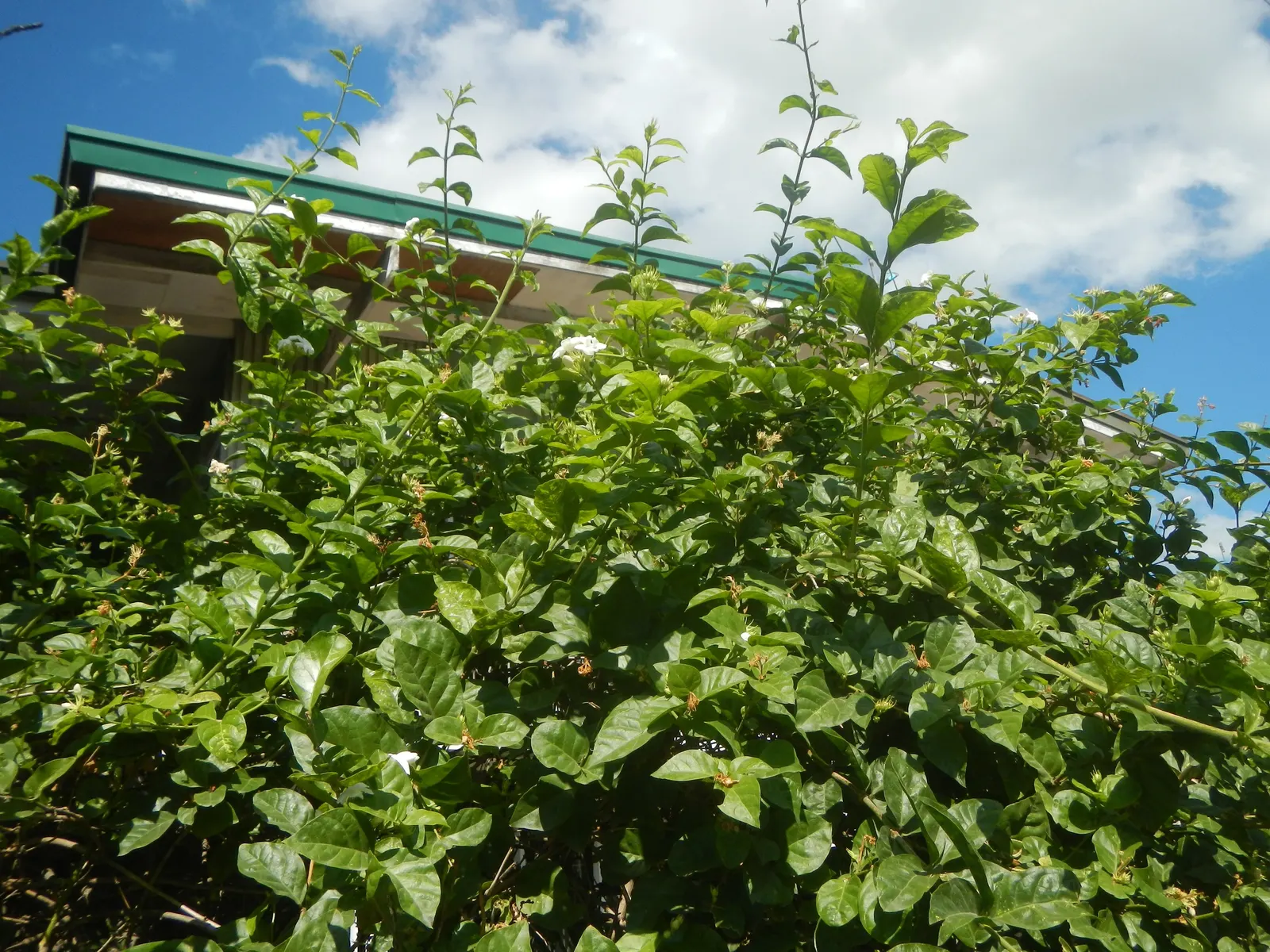 Poet's Jasmine (Jasminum Grandiflora) — it promises to be a standout feature in any client's landscape; poet's Jasmine (Jasminum grandiflorum) is a