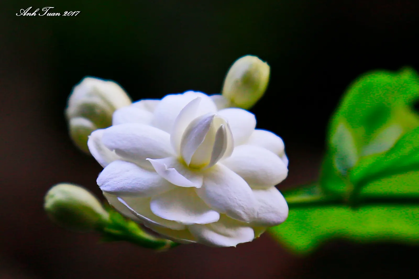 Poet's Jasmine (Jasminum Grandiflora) — is a cherished addition to any garden; with its intoxicating scent and captivating blossoms, image 57