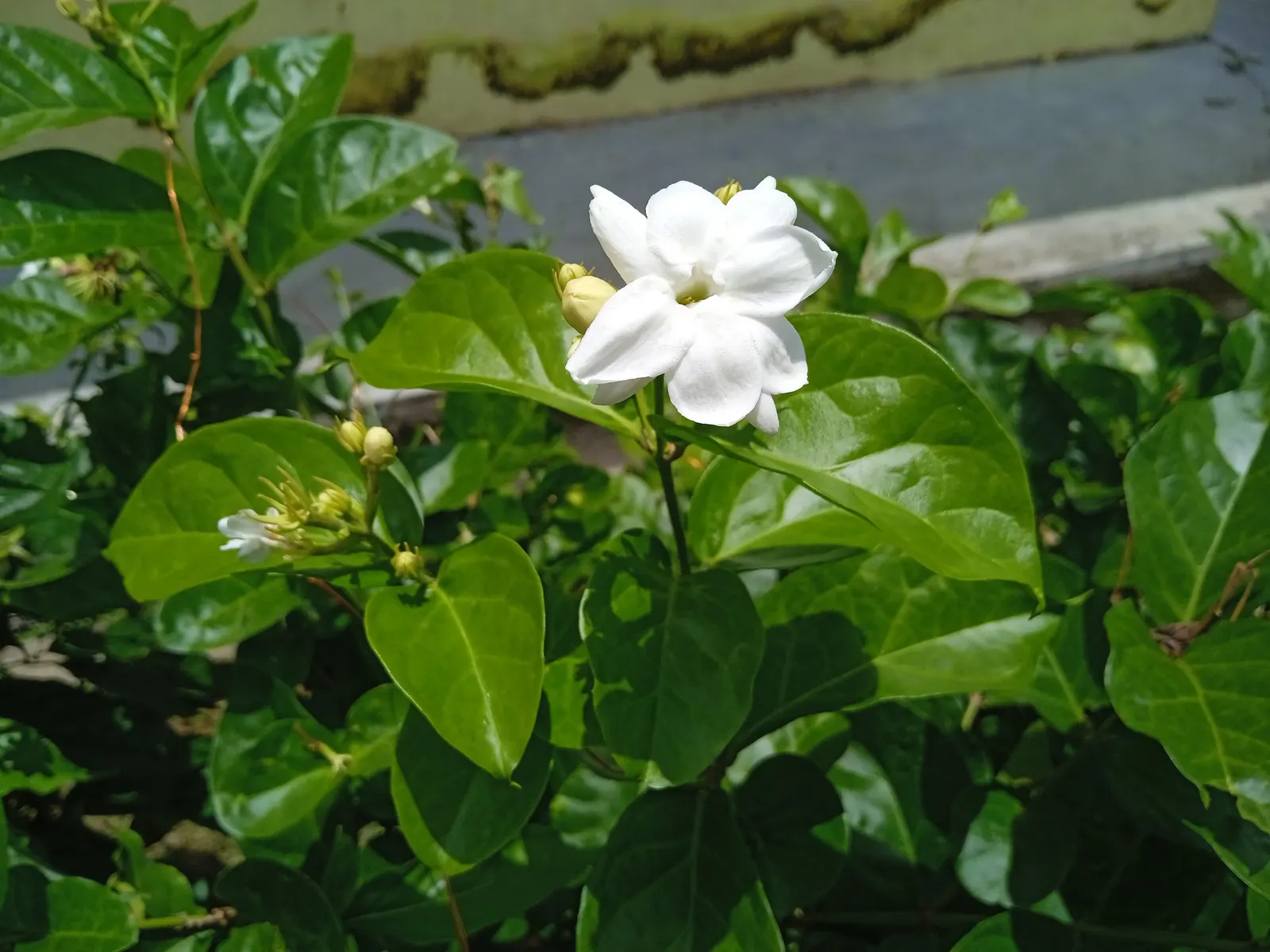 Poet's Jasmine (Jasminum Grandiflora) — it promises to be a standout feature in any client's landscape; poet's Jasmine (Jasminum grandiflorum) is a, image 72