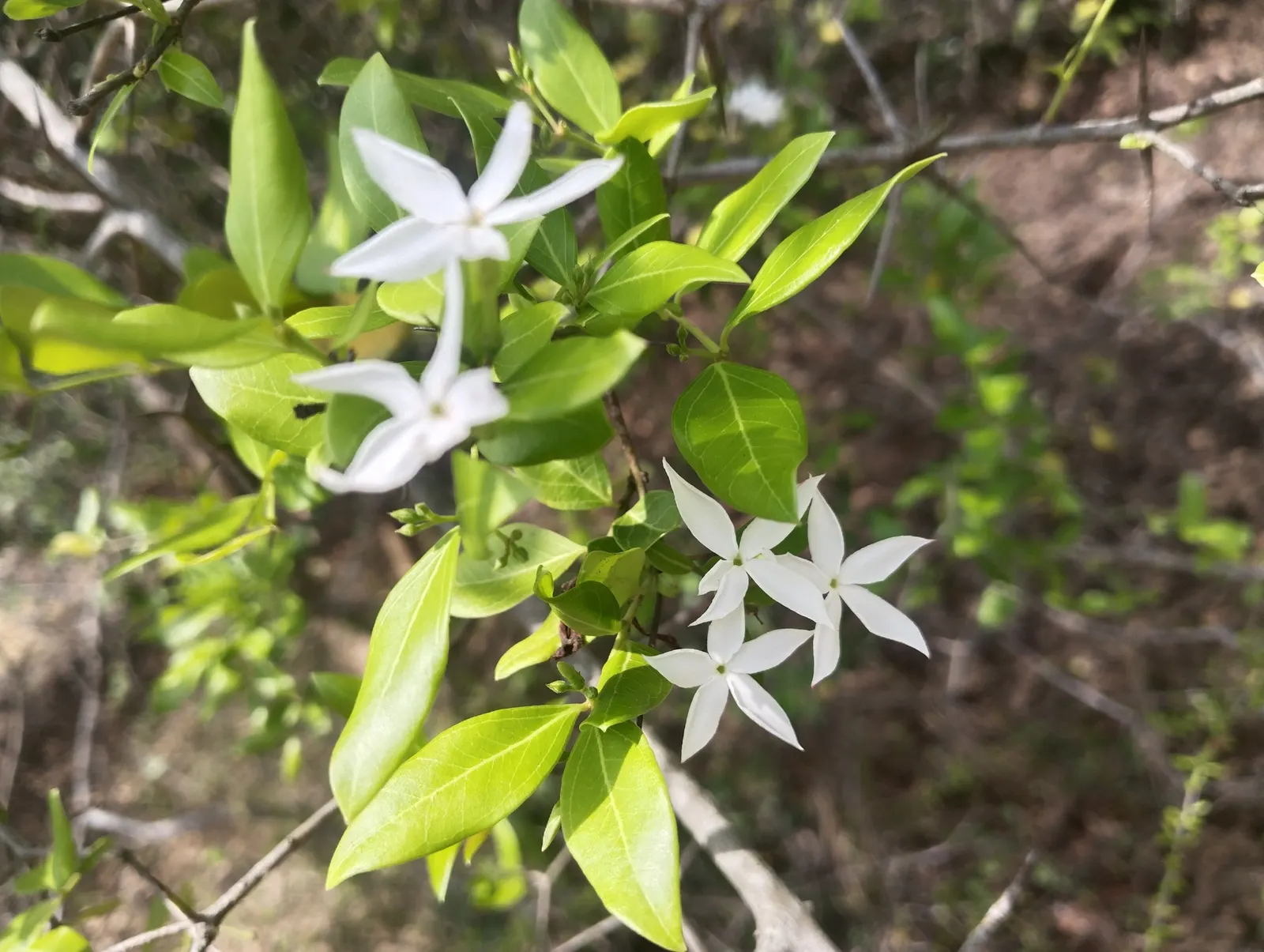 Poet's Jasmine (Jasminum Grandiflora) — to maintain its lush appearance; white flowers in the garden, image 93