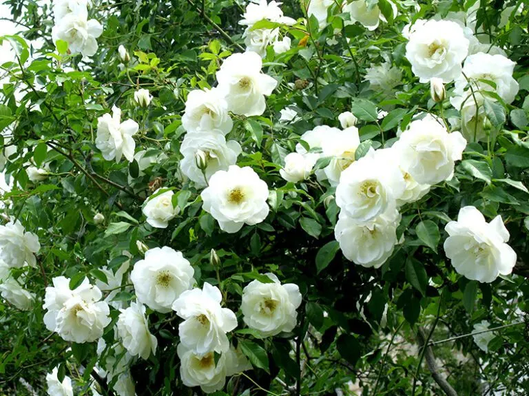 Poet's Jasmine (Jasminum Grandiflora) — vine with white blooms; producing an intense perfume that intensifies at night