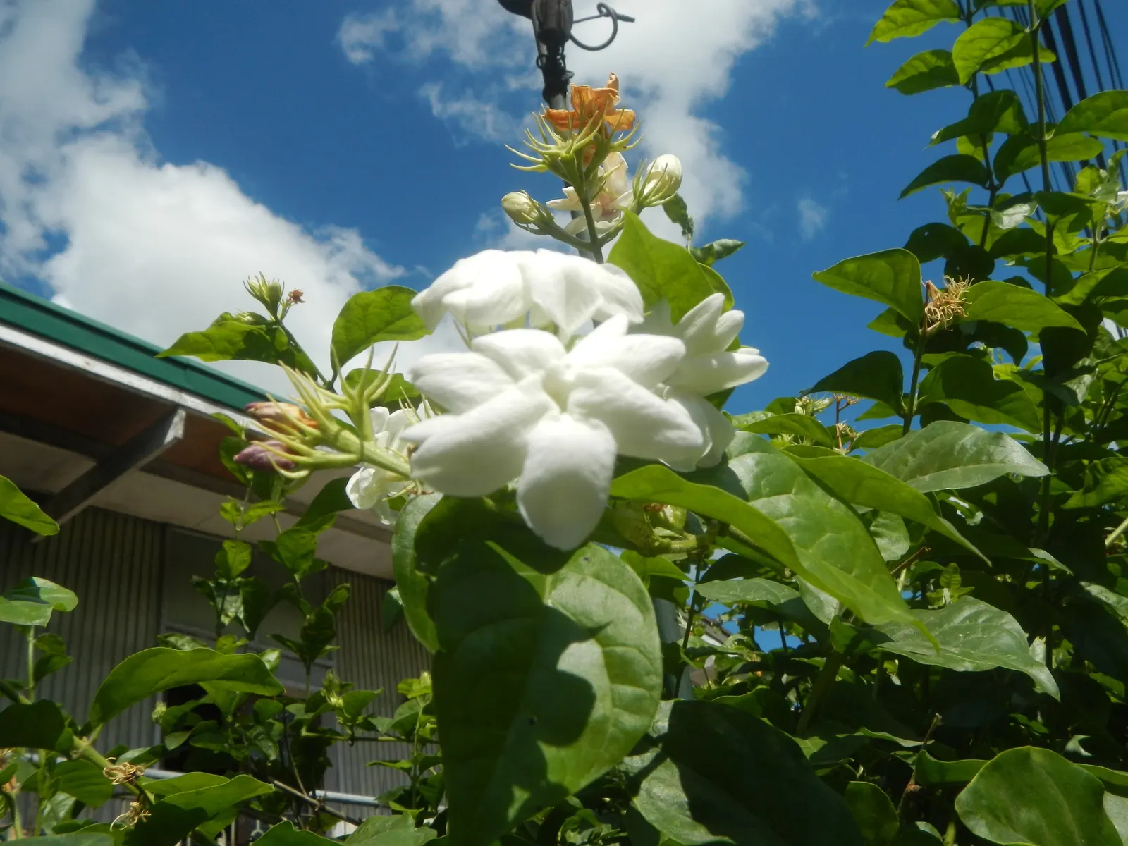 Poet's Jasmine (Jasminum Grandiflora) — These star-shaped blossoms burst forth from late spring through the fall