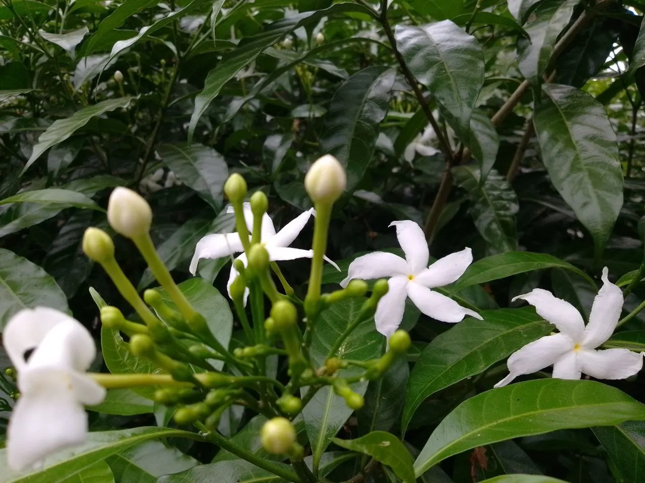 Poet's Jasmine (Jasminum Grandiflora) — Poet's Jasmine (Jasminum grandiflorum) is a fast-growing, twining vine reaching heights of 10-15 ft