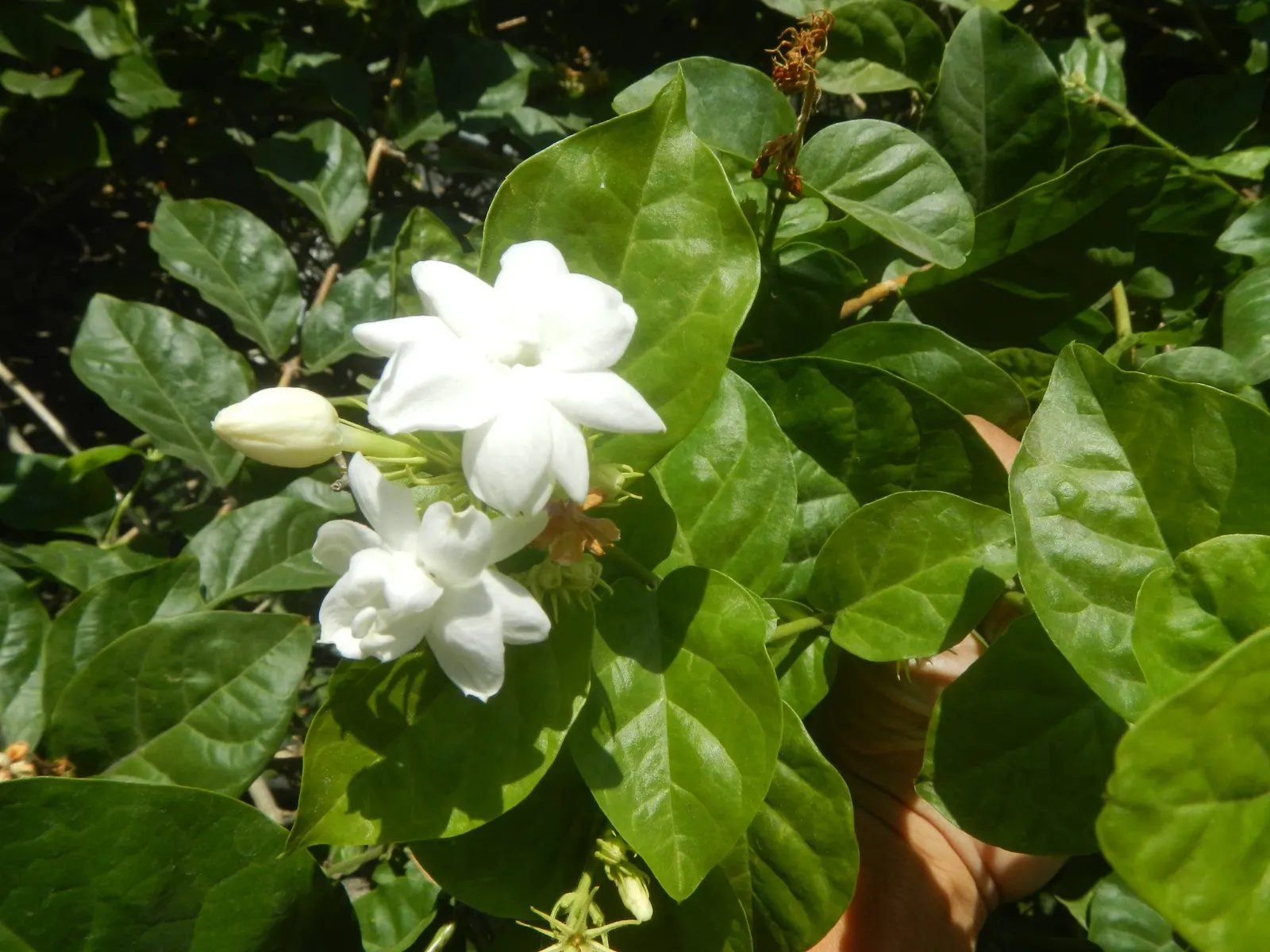 Poet's Jasmine (Jasminum Grandiflora) — this evergreen's foliage provides a lush backdrop; to maintain its lush appearance