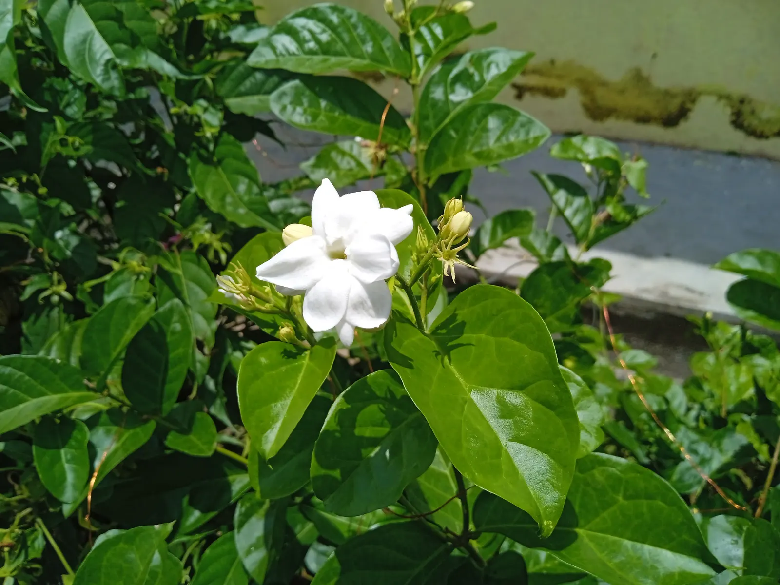 Poet's Jasmine (Jasminum Grandiflora) — or as an alluring border that invites guests to pause and admire; it flourishes when planted in rich, image 70