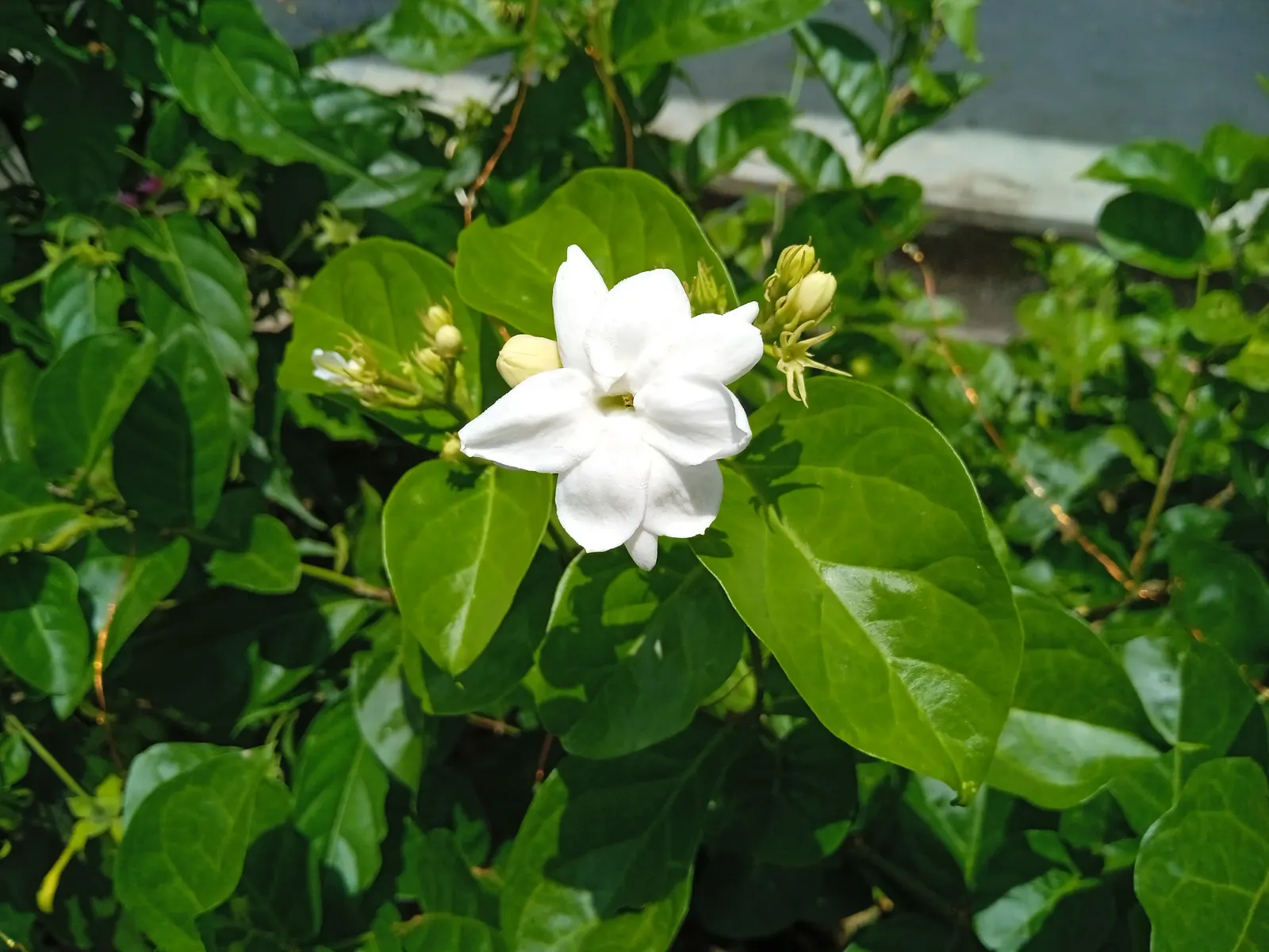 Poet's Jasmine (Jasminum Grandiflora) — this evergreen's foliage provides a lush backdrop; to maintain its lush appearance, image 53