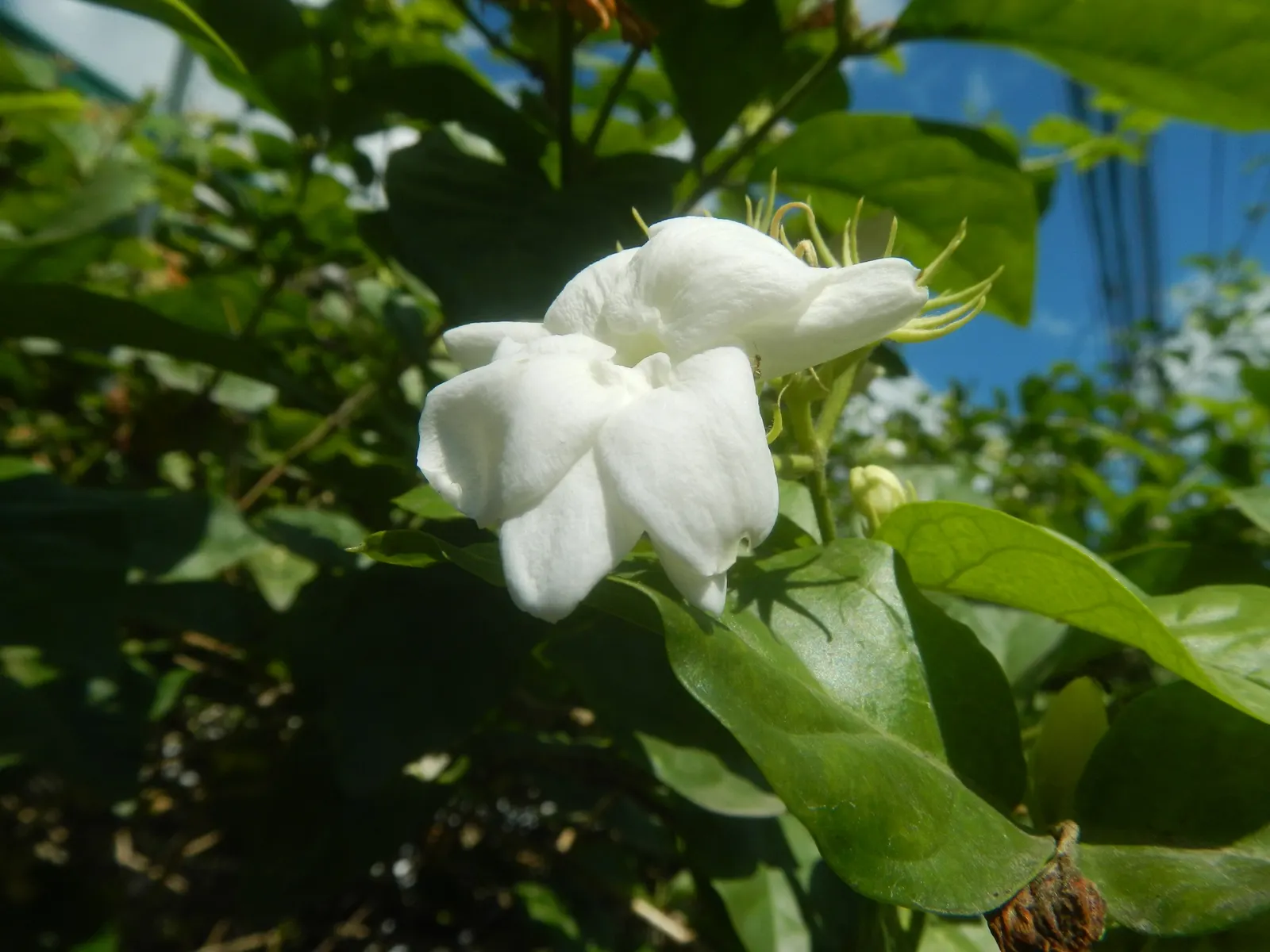 Poet's Jasmine (Jasminum Grandiflora) — Ideal for trellises and pergolas, it adds a romantic touch and an enchanting scent to any garden; is a cherished