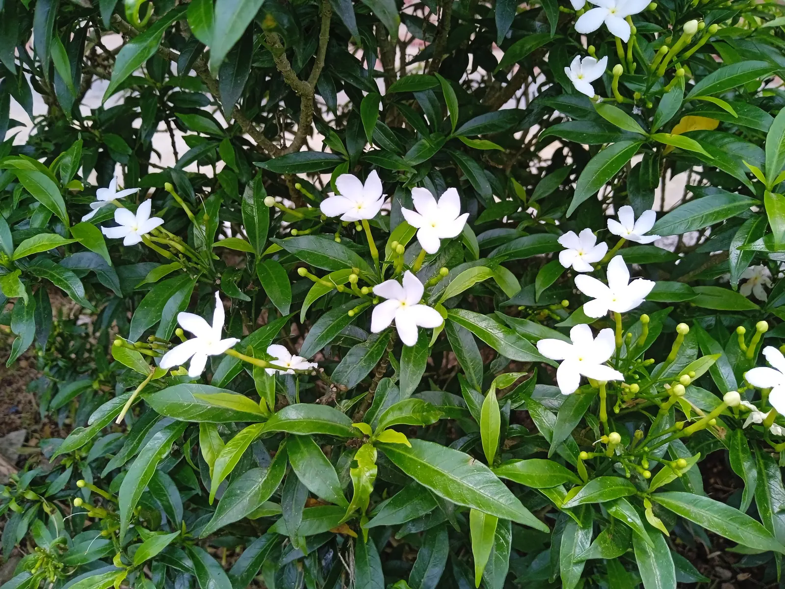 Poet's Jasmine (Jasminum Grandiflora) — this evergreen's foliage provides a lush backdrop; to maintain its lush appearance, image 78
