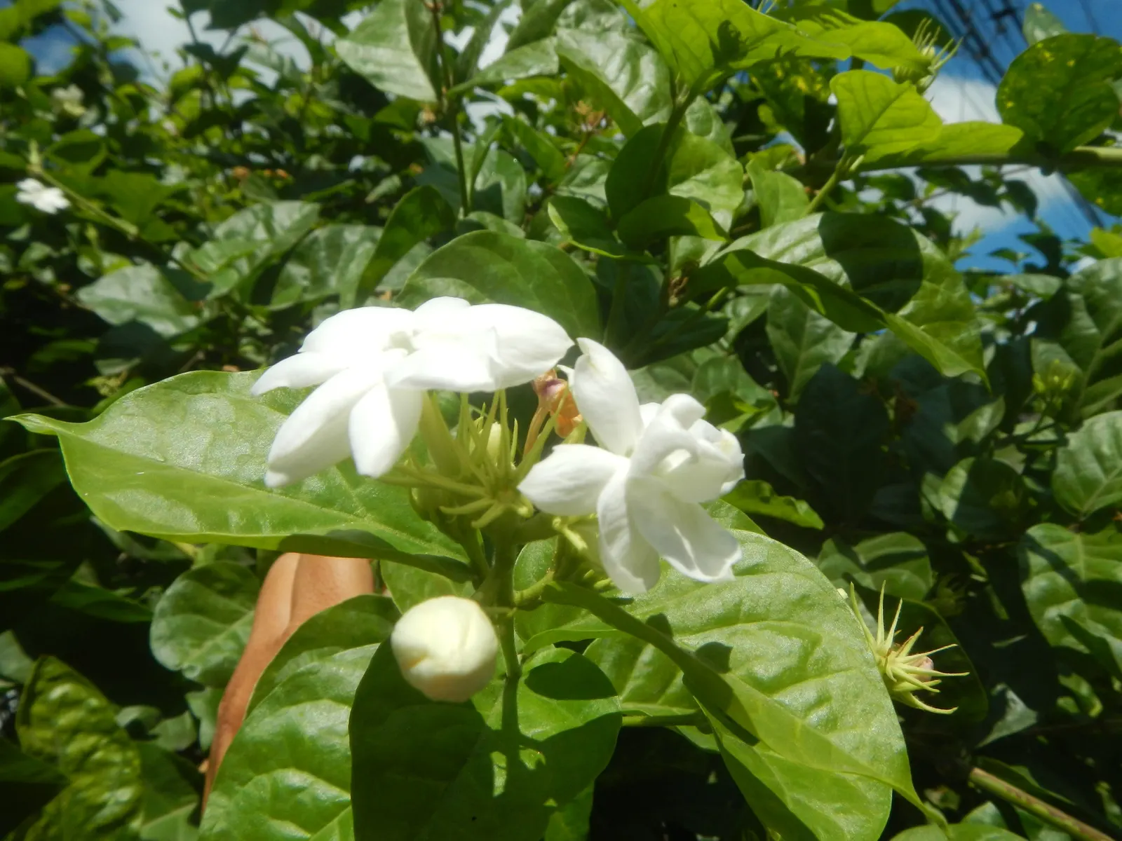 Poet's Jasmine (Jasminum Grandiflora) — It thrives in full sun to partial shade, requiring well-drained soil; vine for full or half or shade