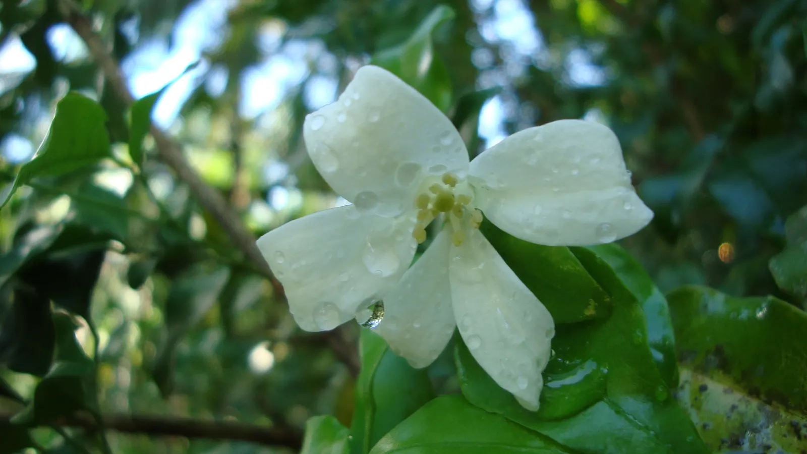 Poet's Jasmine (Jasminum Grandiflora) — With its intoxicating scent and captivating blossoms; annual pruning promotes healthy growth, image 96