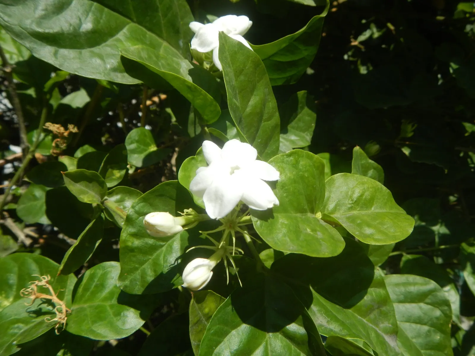 Poet's Jasmine (Jasminum Grandiflora) — especially during dry spells; requiring regular watering, image 92