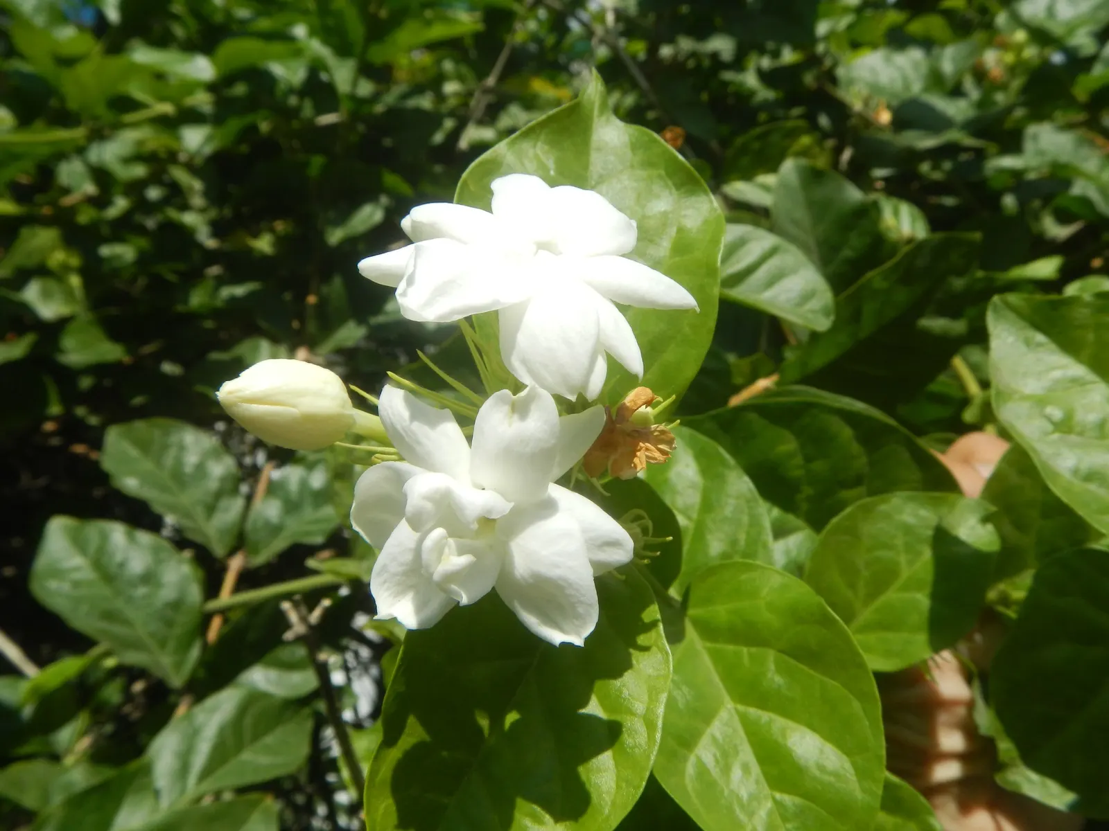 Poet's Jasmine (Jasminum Grandiflora) — especially during dry spells; requiring regular watering