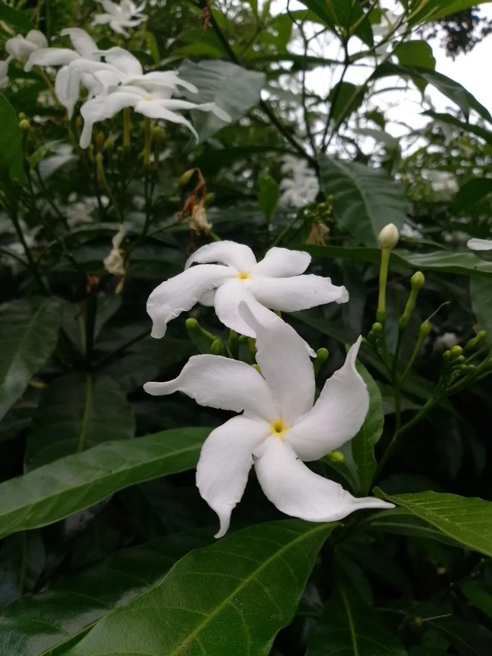 Poet's Jasmine (Jasminum Grandiflora) — It thrives in full sun to partial shade, requiring well-drained soil; vine for full or half or shade, image 54