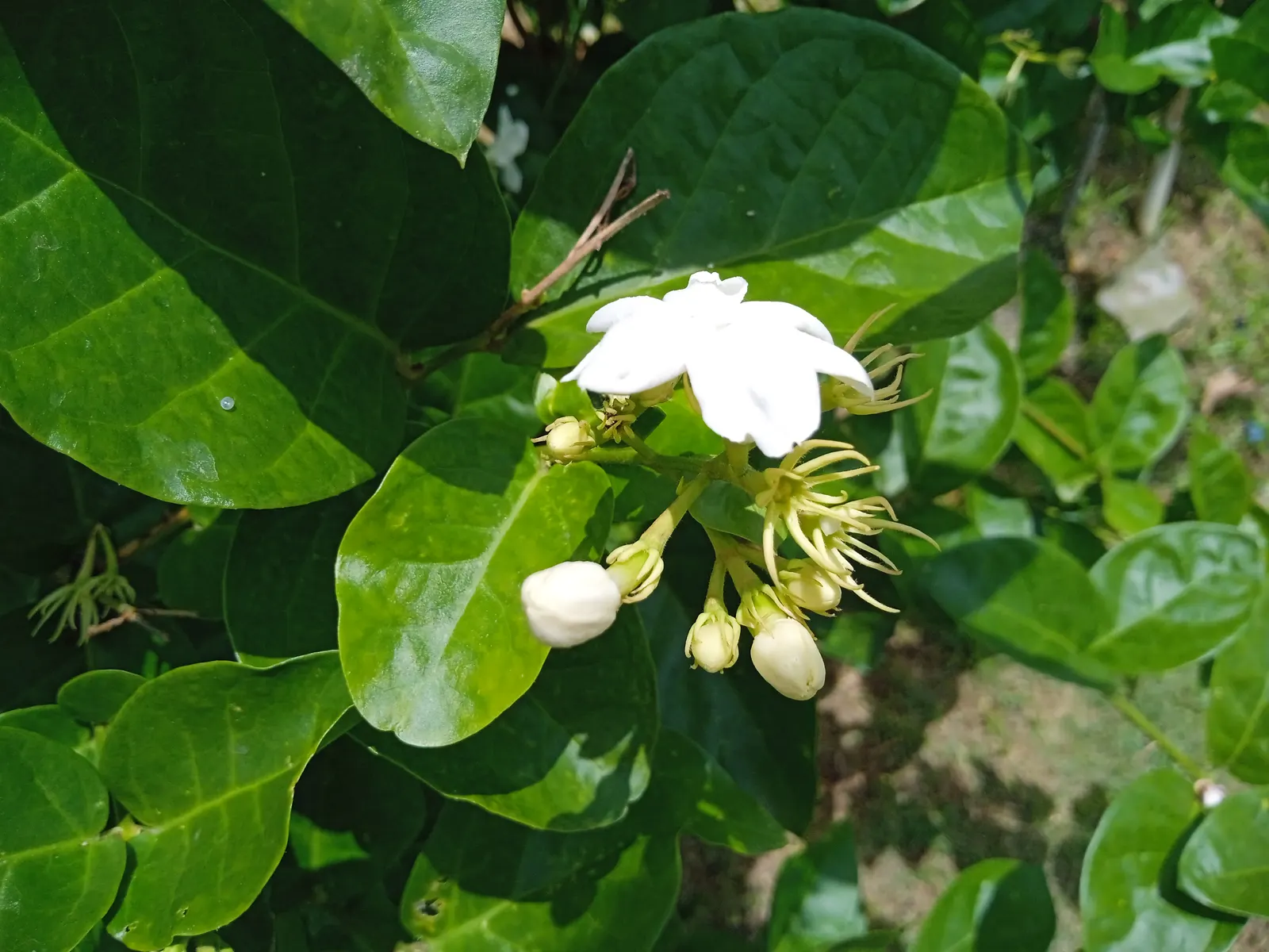 Poet's Jasmine (Jasminum Grandiflora) — Poet's Jasmine thrives in USDA hardiness zones 8 through 10, favoring full sun to light shade; vine with, image 86