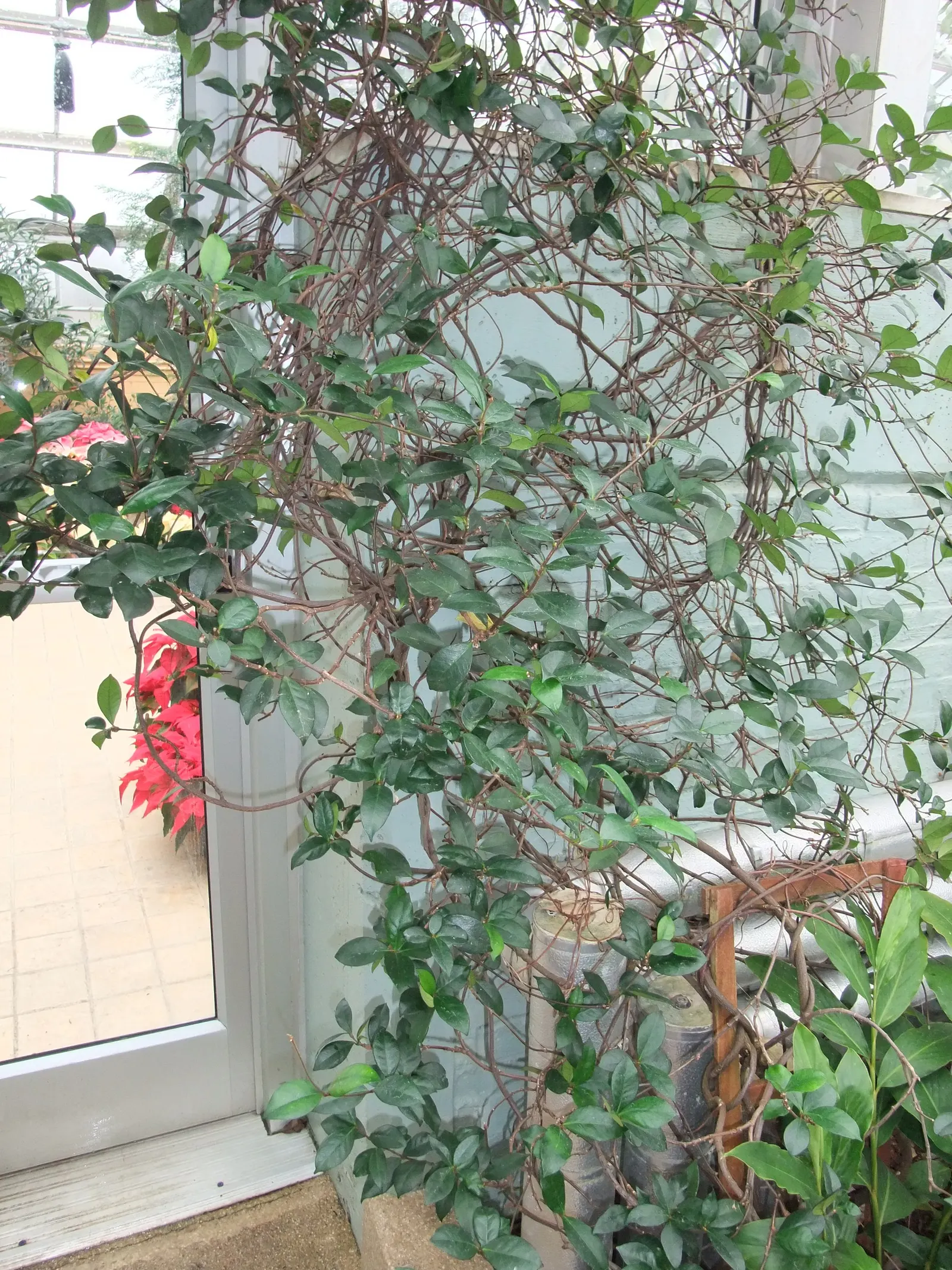 Poet's Jasmine (Jasminum Grandiflora) — vine for full or half or shade; it promises to be a standout feature in any client's landscape