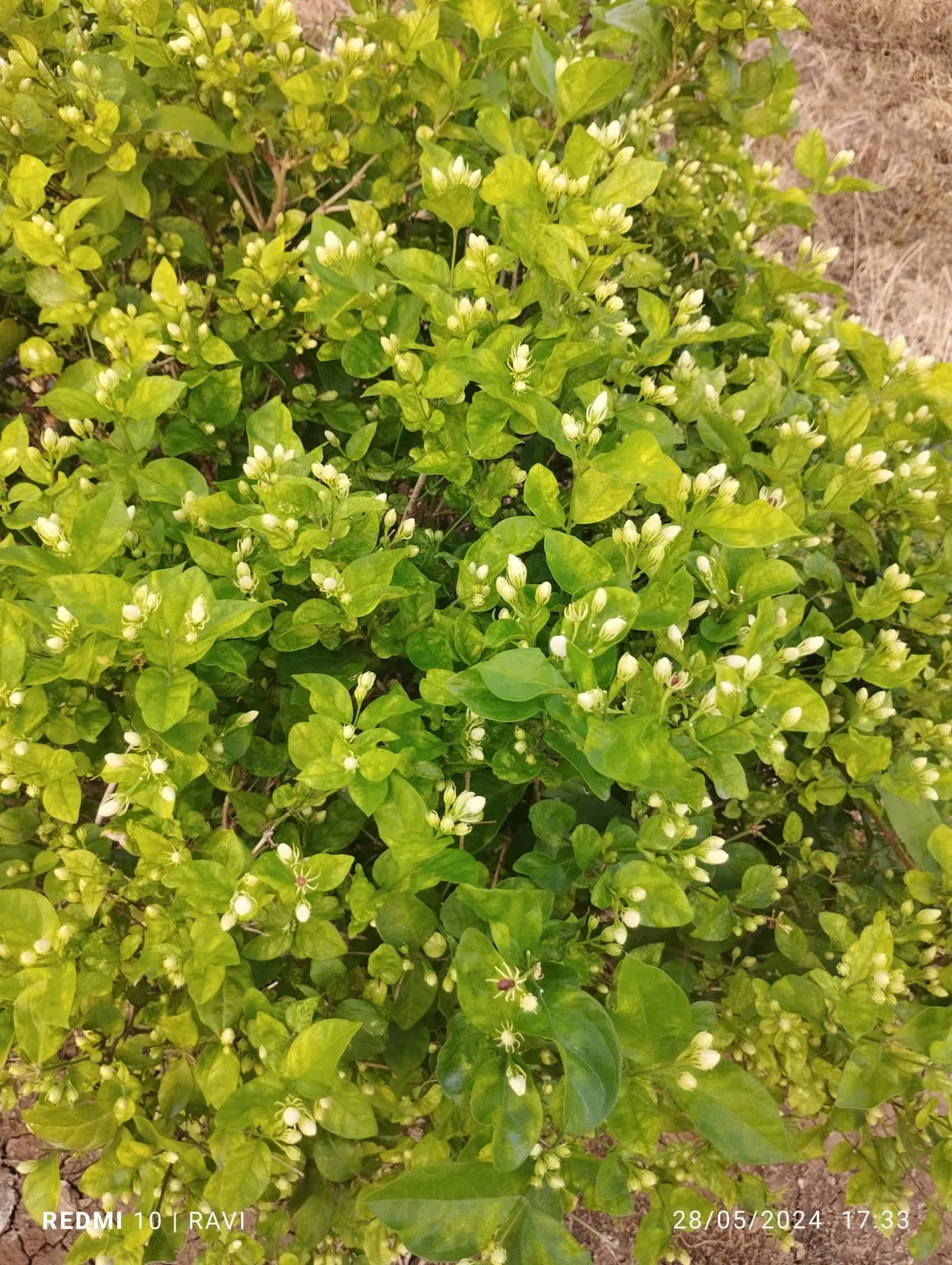 Poet's Jasmine (Jasminum Grandiflora) — which can be up to 1 inch in diameter, image 63