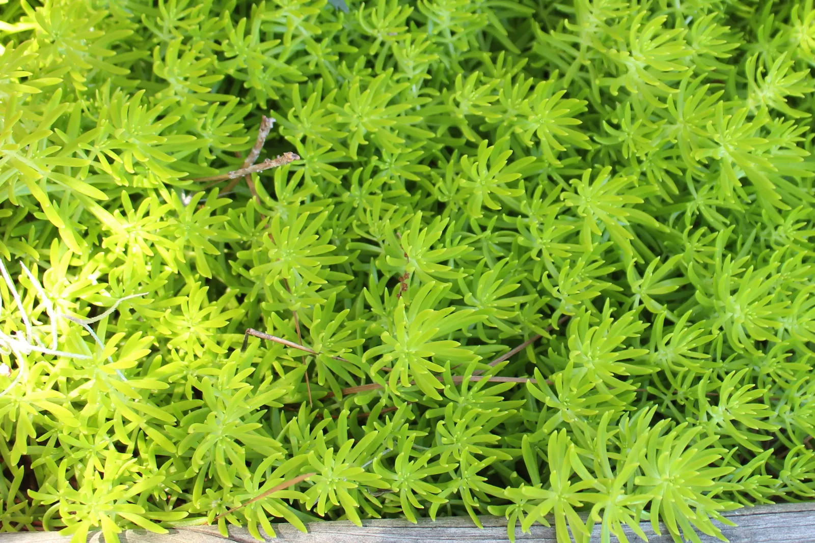 Lemon Ball Stonecrop (Sedum 'Lemon Ball') — offers a pop of chartreuse with its dense