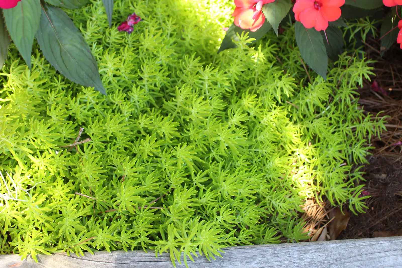 Lemon Ball Stonecrop (Sedum 'Lemon Ball') — This fast-growing stonecrop spans 6-8 inches tall with a 12-24 inch spread, thriving in USDA zones 3-9