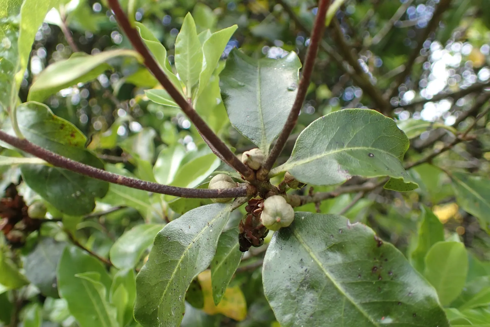 Blackstem Pittosporum (Pittosporum Tenuifolium) — The Blackstem Pittosporum (Pittosporum tenuifolium) is an evergreen shrub; tolerant of various soils, it