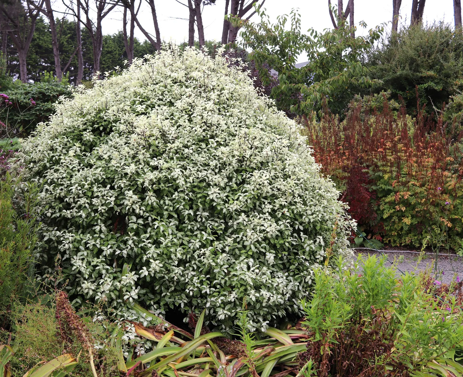 Blackstem Pittosporum (Pittosporum Tenuifolium) — is an elegant evergreen shrub renowned for both its architectural form and resilience; with a spread of 5 to