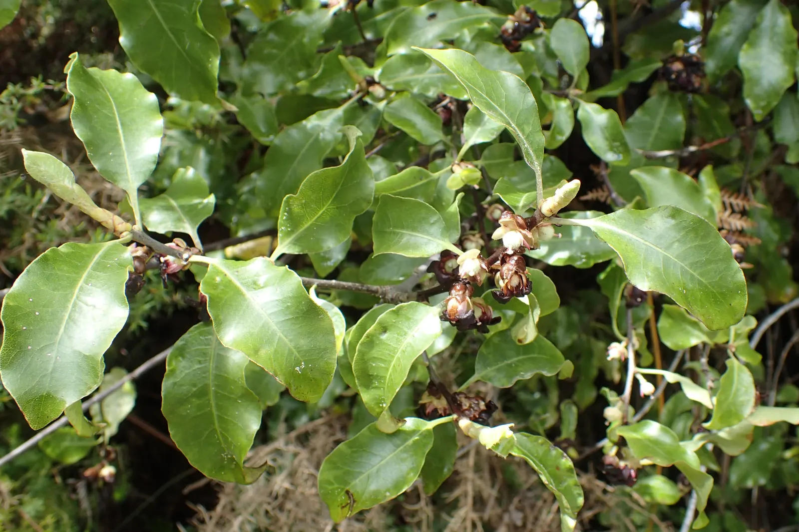 Blackstem Pittosporum (Pittosporum Tenuifolium) — requiring minimal upkeep once established; <br><br>In a landscape design