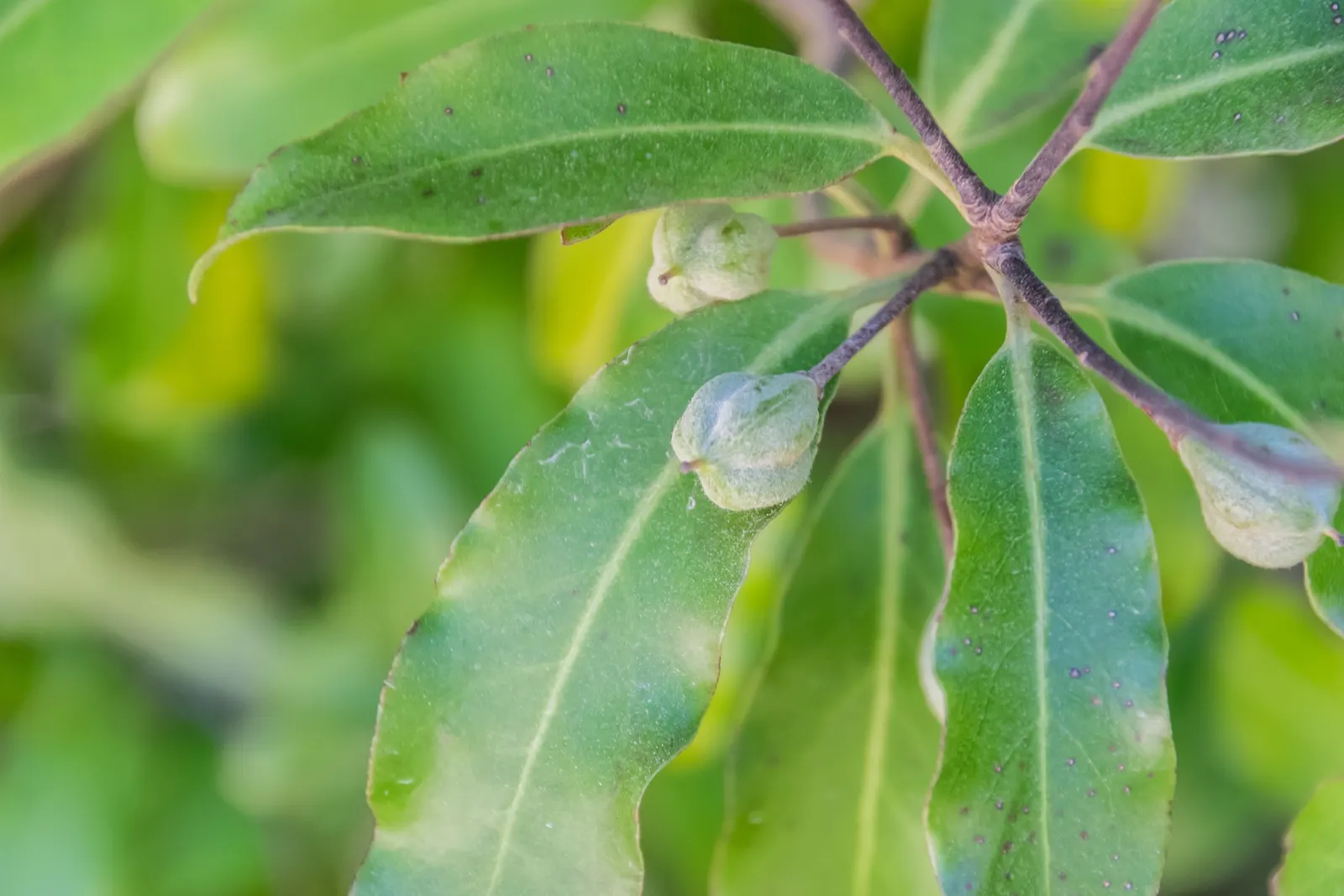 Blackstem Pittosporum (Pittosporum Tenuifolium) — requiring minimal upkeep once established; <br><br>In a landscape design, image 57