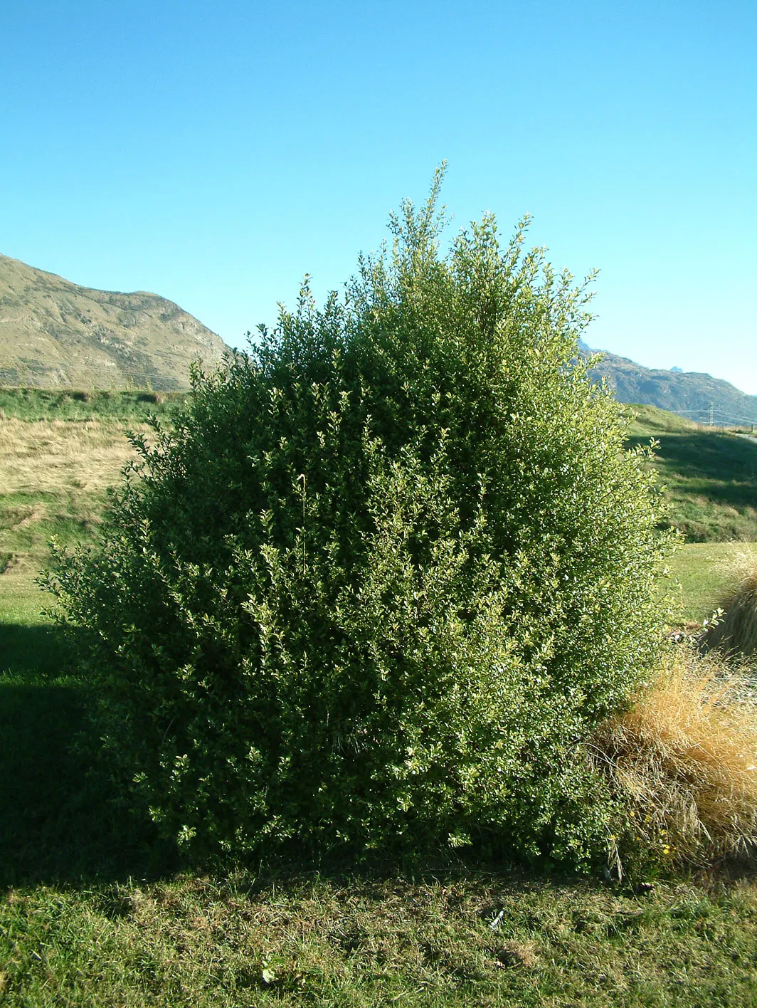 Blackstem Pittosporum (Pittosporum Tenuifolium) — dark purple-black stems create a striking contrast to the wavy; enhancing its appeal in hedges or as a