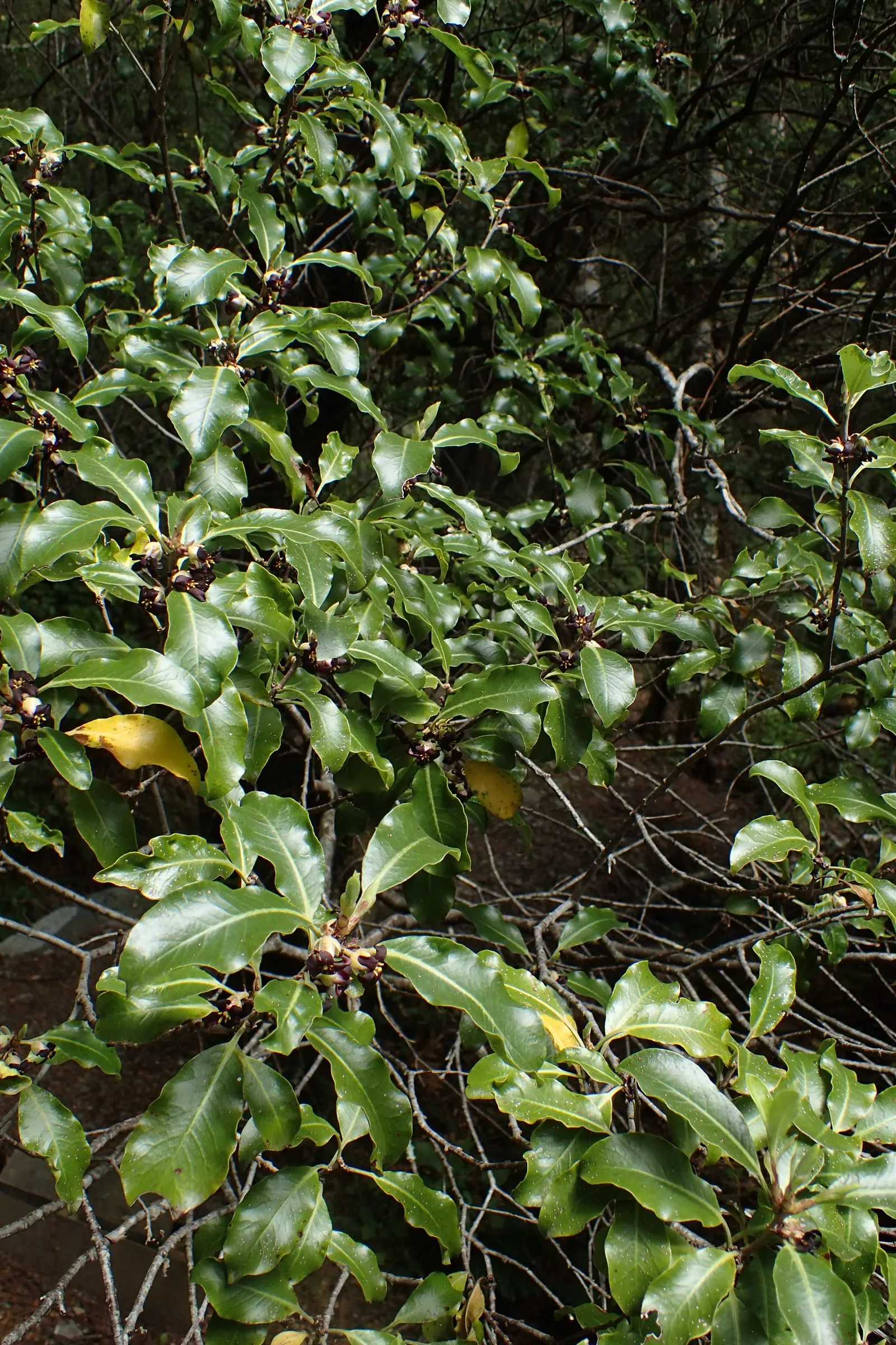 Blackstem Pittosporum (Pittosporum Tenuifolium) — indicative of its tolerance to a wide temperature range down to about 10 degrees Fahrenheit; valued for its