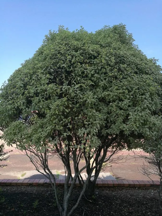 Blackstem Pittosporum (Pittosporum Tenuifolium) — enhancing its appeal in hedges or as a specimen plant; pittosporum tenuifolium thrives in USDA zones 8 to 10