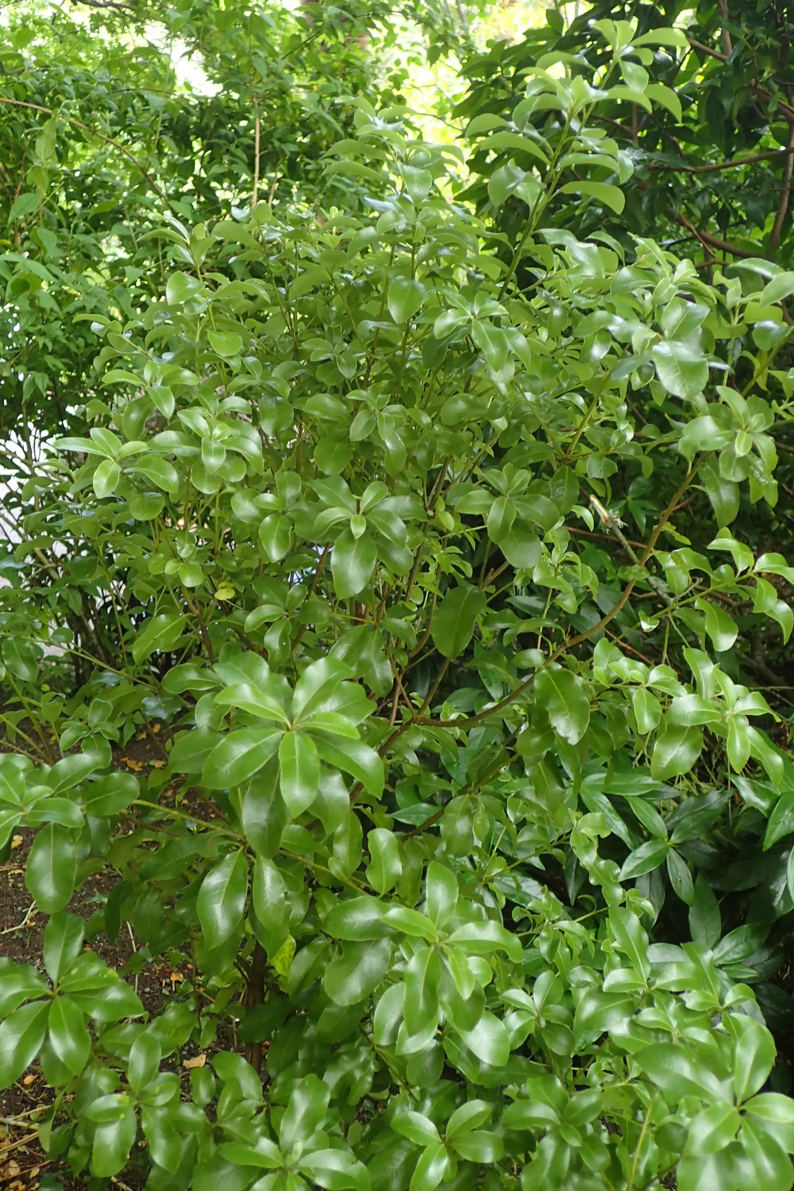 Blackstem Pittosporum (Pittosporum Tenuifolium) — Mature plants reach 10 to 20 feet in height, with a similar spread; dark purple flowers largely hidden by the