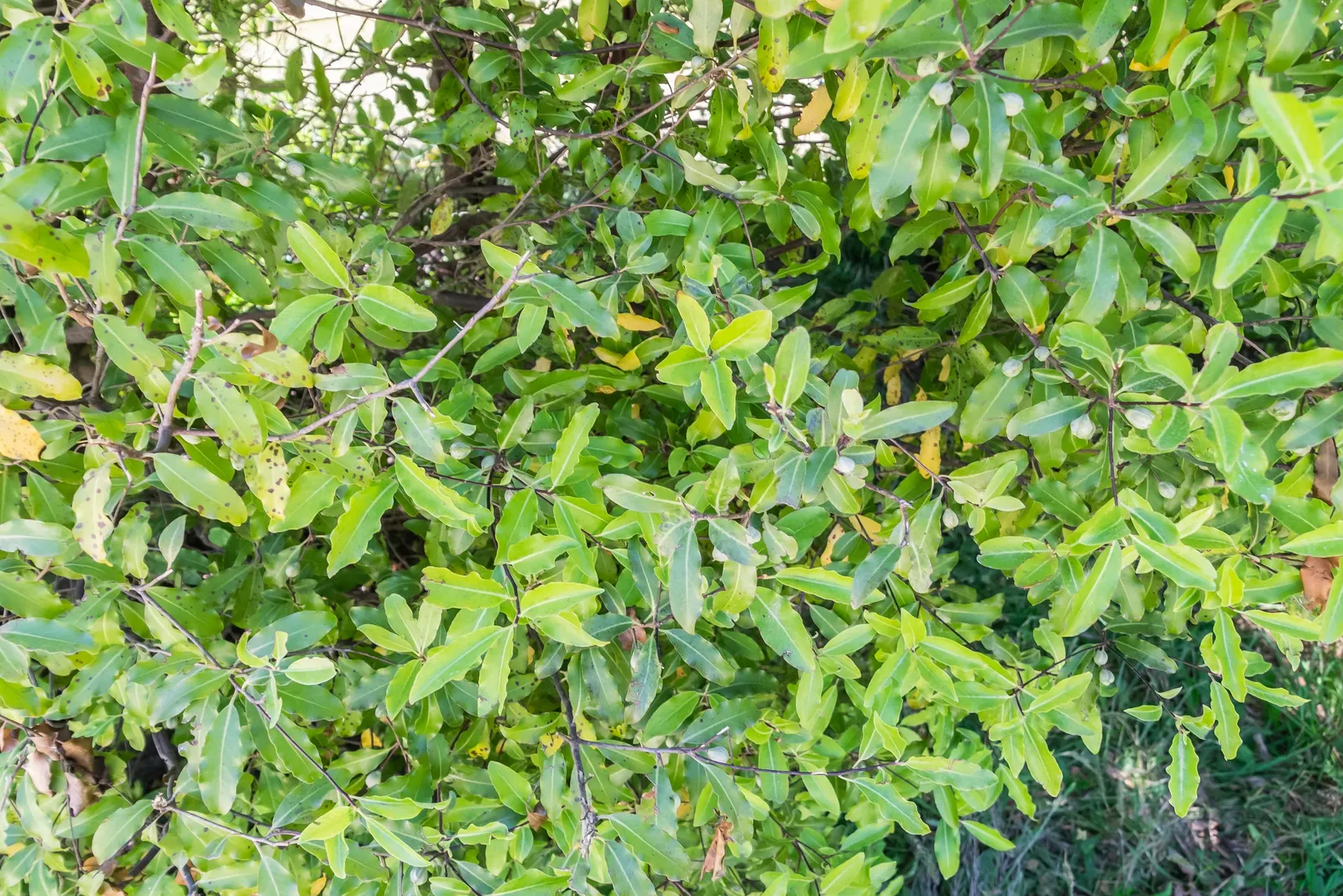 Blackstem Pittosporum (Pittosporum Tenuifolium) — purple-hued flowers emit a subtle fragrance in late spring; requiring minimal upkeep once, image 55