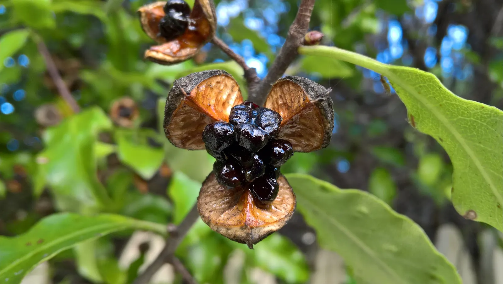 Blackstem Pittosporum (Pittosporum Tenuifolium) — this species boasts a moderate growth rate and can be a striking addition as a screen; shrub with purple