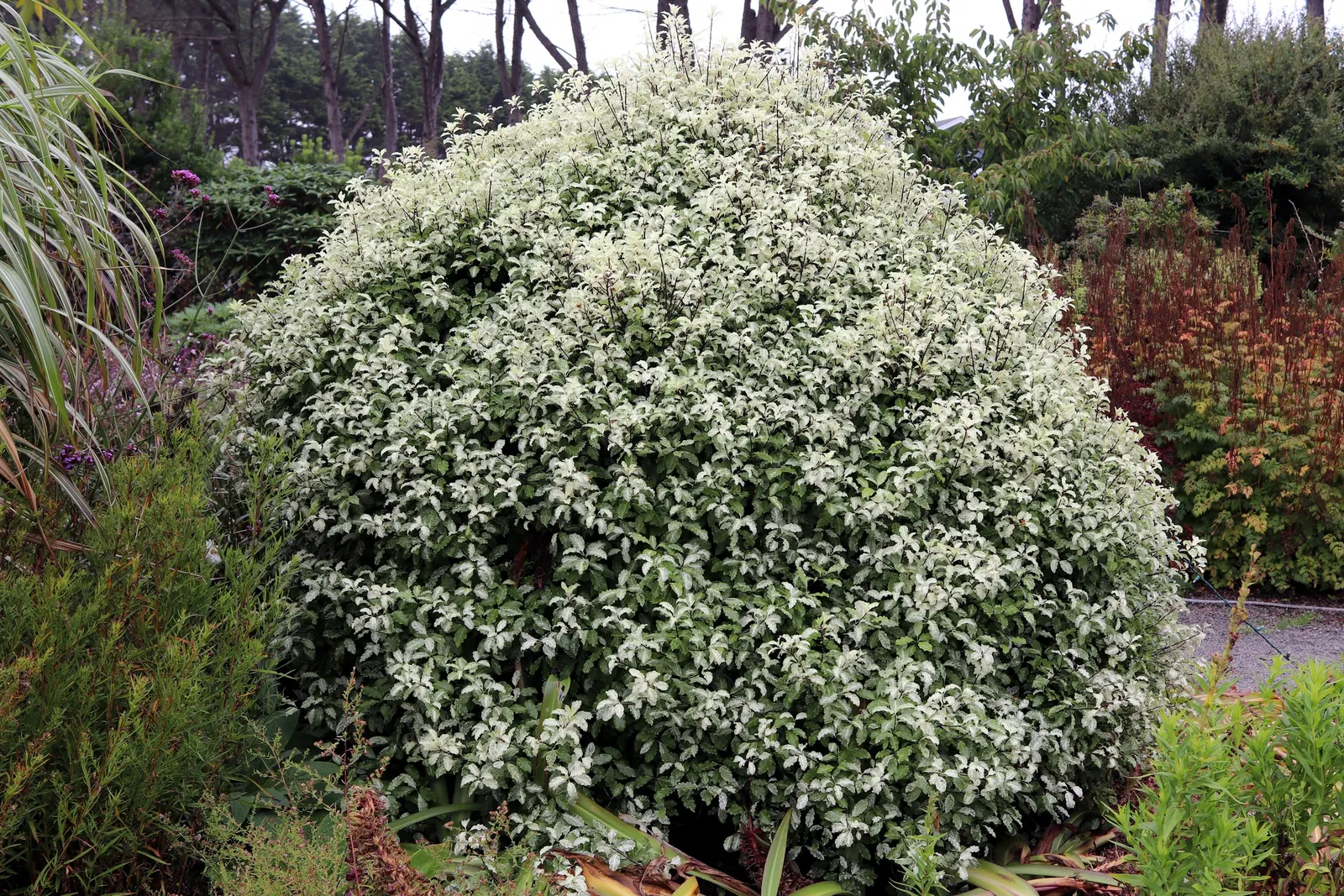 Blackstem Pittosporum (Pittosporum Tenuifolium) — with a spread of 5 to 10 feet; it is adaptable to various soil types