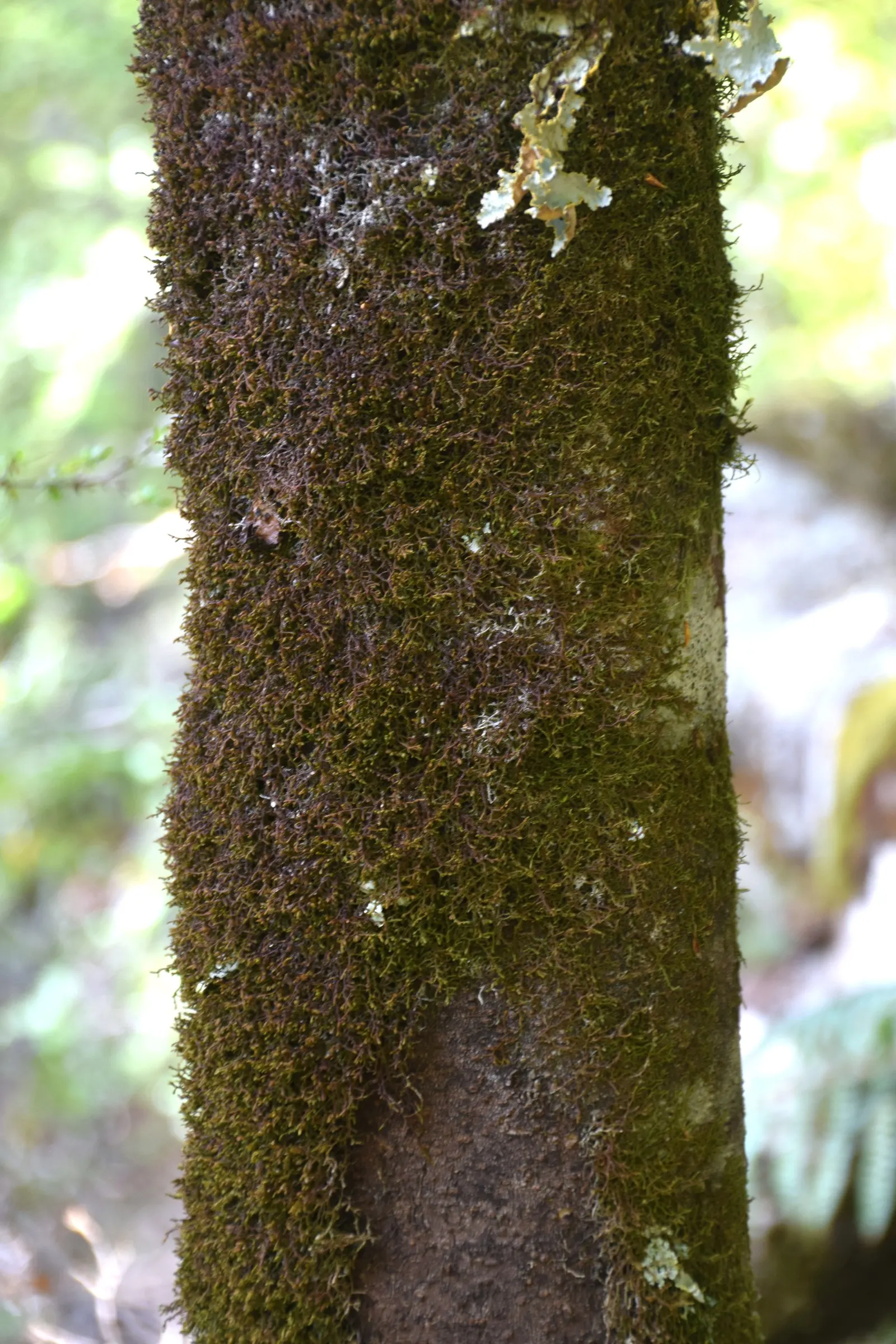 Blackstem Pittosporum (Pittosporum Tenuifolium) — The Blackstem Pittosporum (Pittosporum tenuifolium) is an evergreen shrub; tolerant of various, image 51
