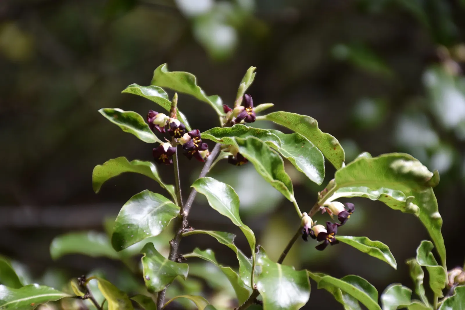 Blackstem Pittosporum (Pittosporum Tenuifolium) — Tolerant of various soils, it thrives in USDA zones 8-10; shrub for full, image 54