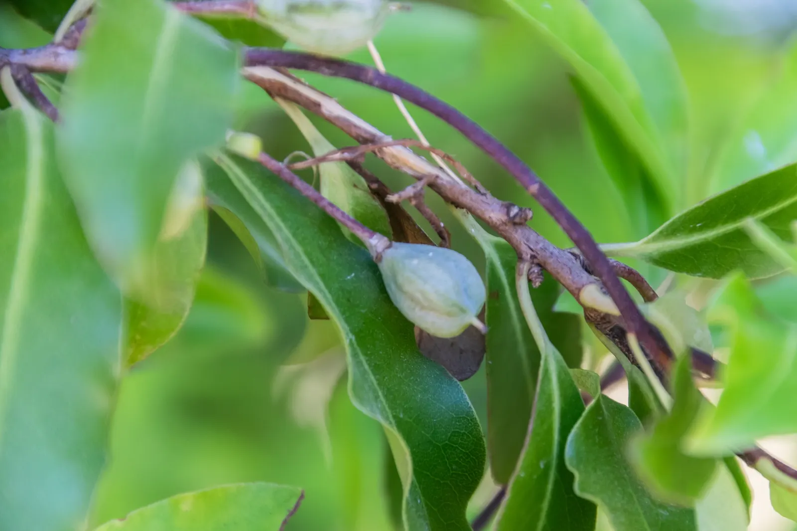 Blackstem Pittosporum (Pittosporum Tenuifolium) — enhancing its appeal in hedges or as a specimen plant; pittosporum tenuifolium thrives in USDA, image 56
