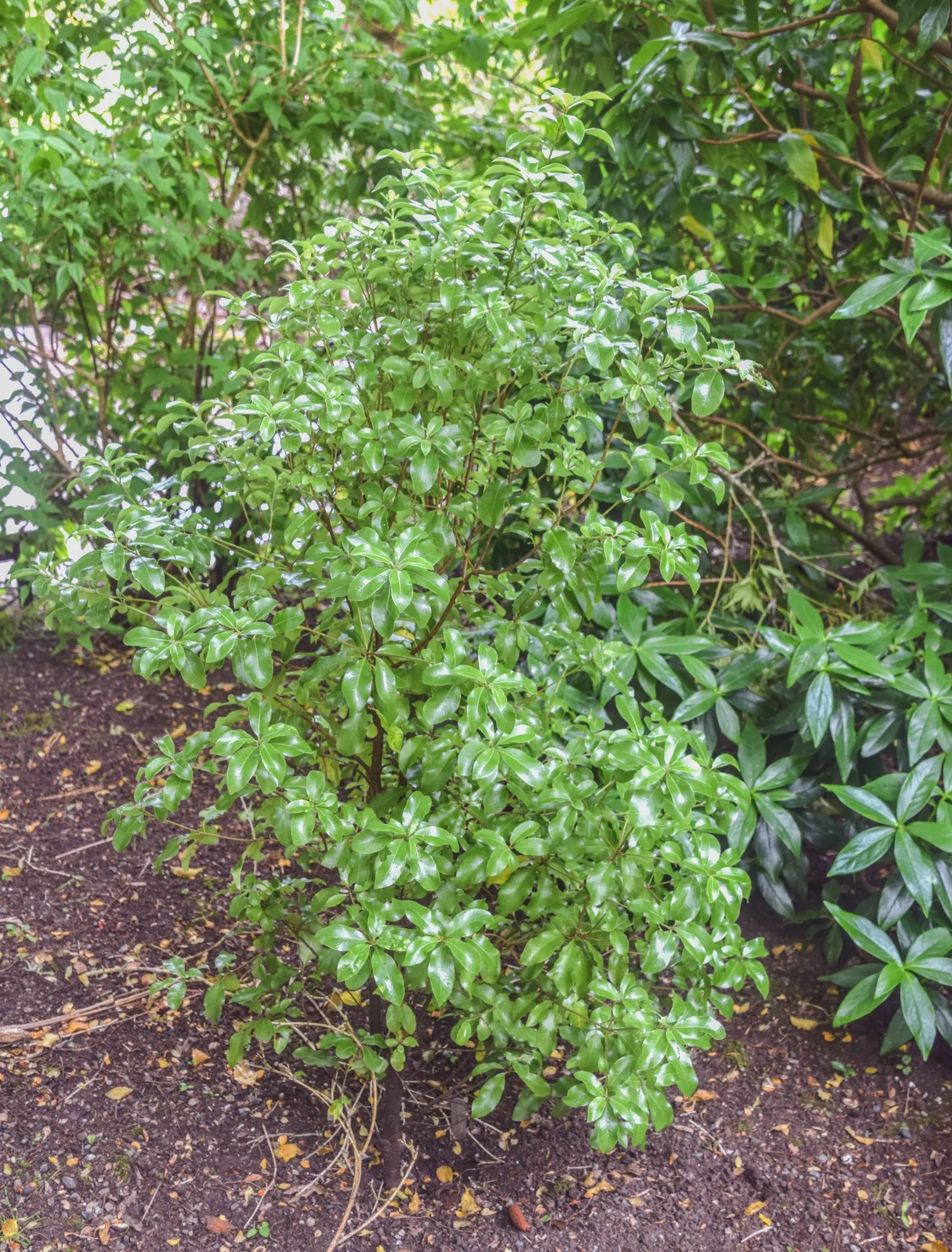 Blackstem Pittosporum (Pittosporum Tenuifolium) — purple flowers in the garden; scientifically known as Pittosporum tenuifolium